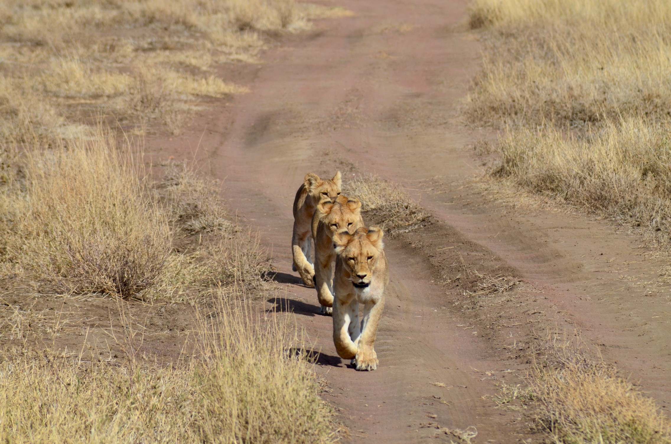 Serengeti National Park, Explore, Africa, Wildlife, 2280x1510 HD Desktop