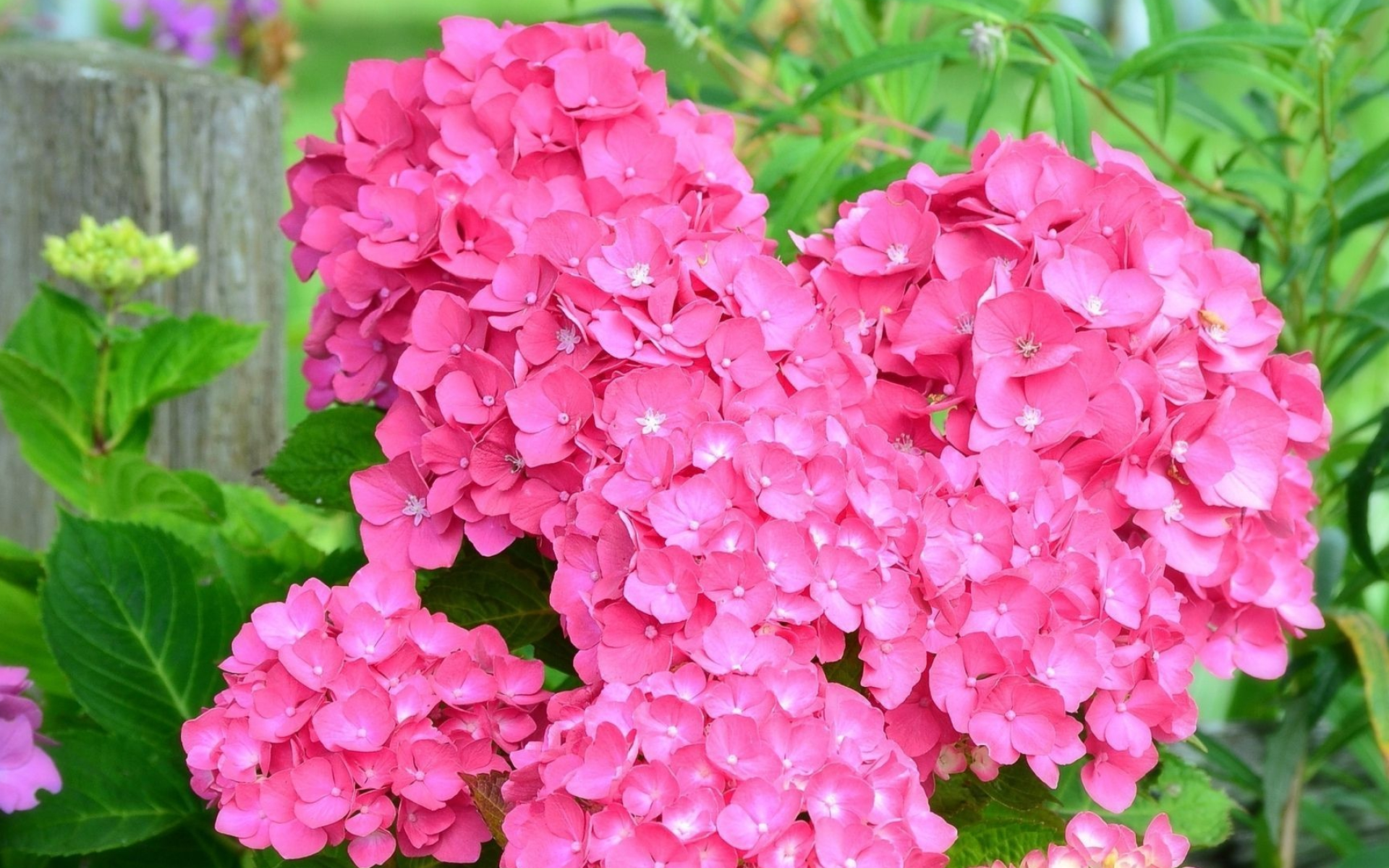 Pink hydrangea, Floral elegance, Delicate blooms, Nature's masterpiece, 1920x1200 HD Desktop
