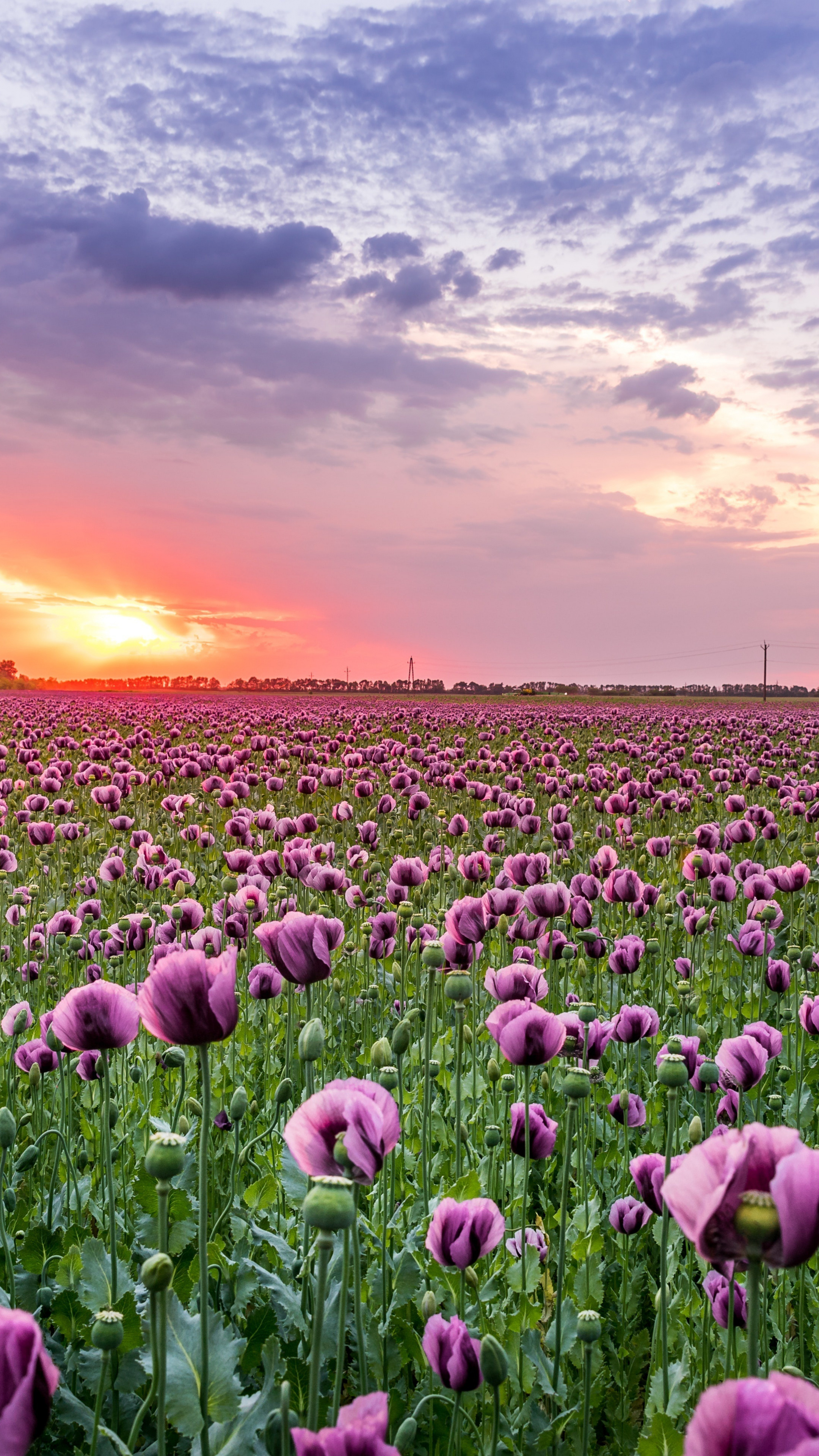 Flower Field: Poppy, Flowers, Ecoregion, Natural landscape. 2160x3840 4K Wallpaper.