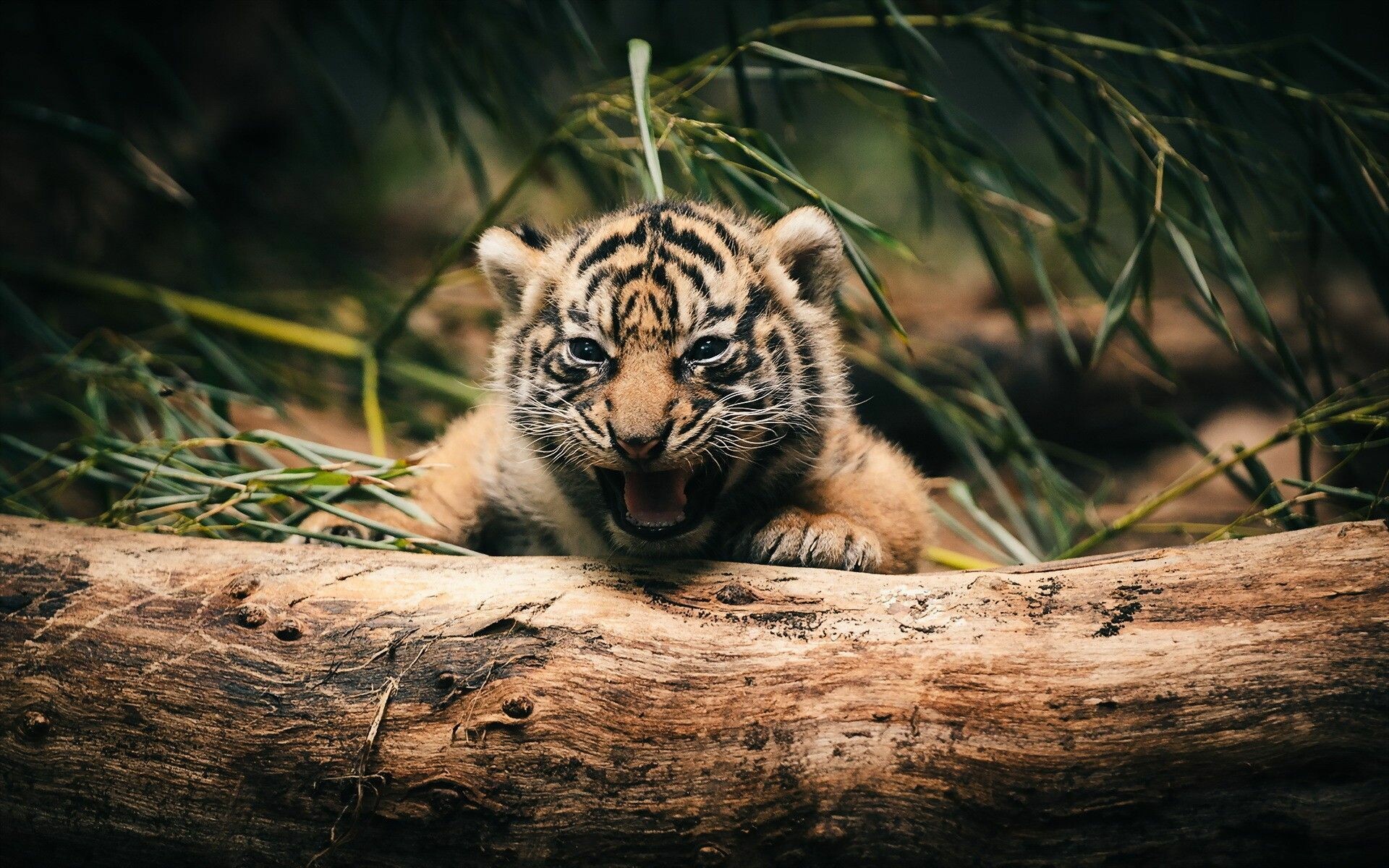 Tiger Cub: In Buddhism, the animal is one of the Three Senseless Creatures, symbolizing anger. 1920x1200 HD Background.