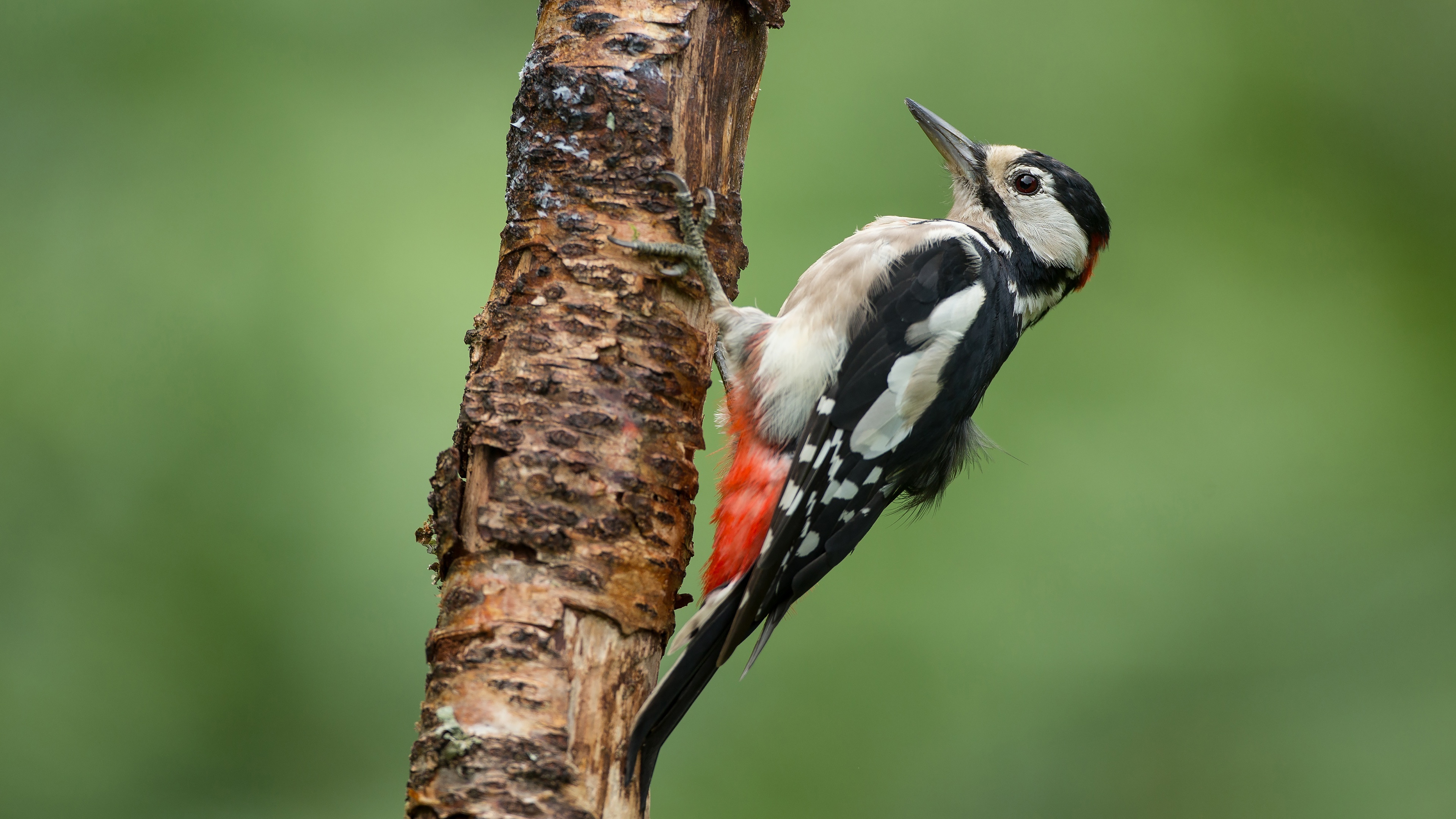 Woodpecker, 4K ultra HD, Nature's wonder, Desktop wallpaper, 3840x2160 4K Desktop