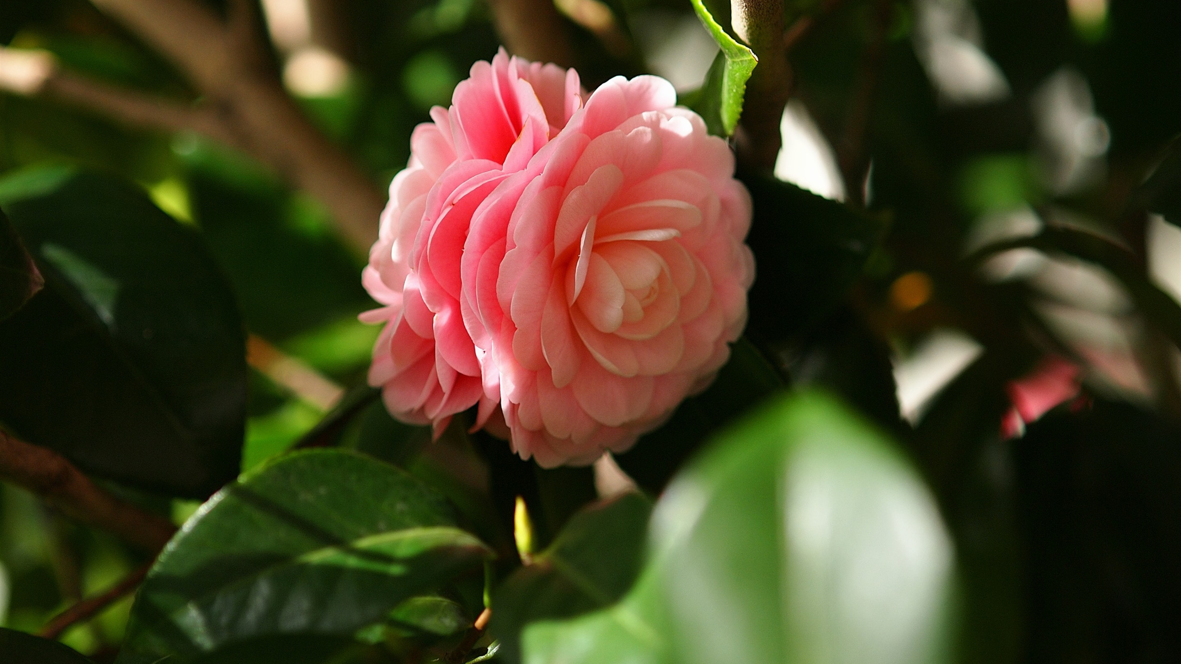 Camellia pink flowers, Petal wallpapers, UHD TV beauty, Floral magnificence, 3840x2160 4K Desktop