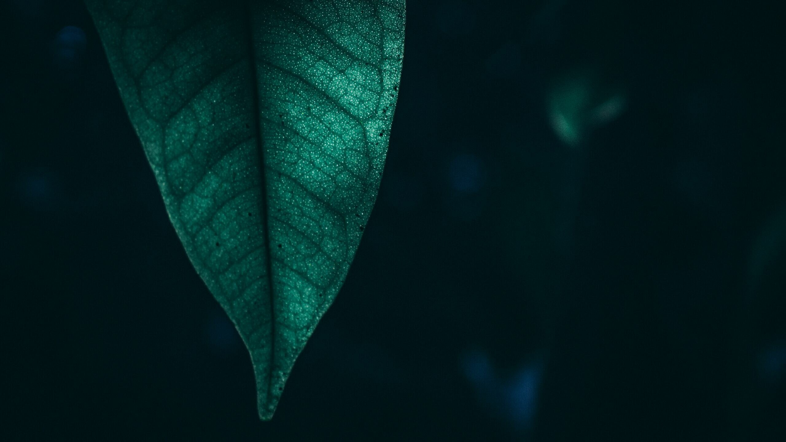 Leaves: A structural component of a plant in the form of an appendage, Lamina. 2560x1440 HD Wallpaper.