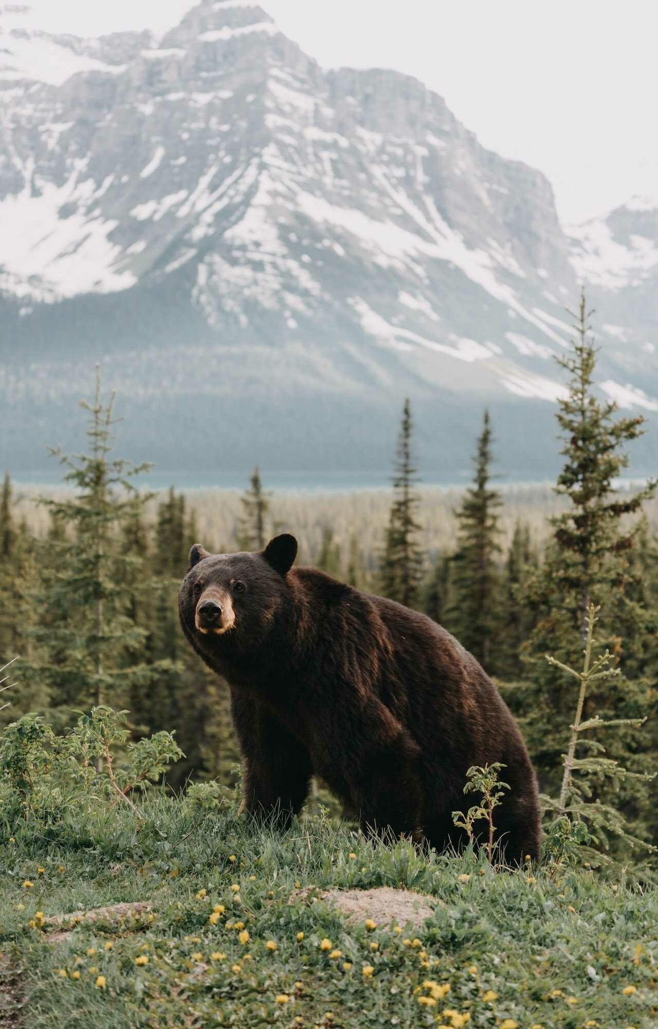 Bear: Ursidae, Have nonretractable claws, short tails, and excellent sense of smell. 1280x2000 HD Wallpaper.