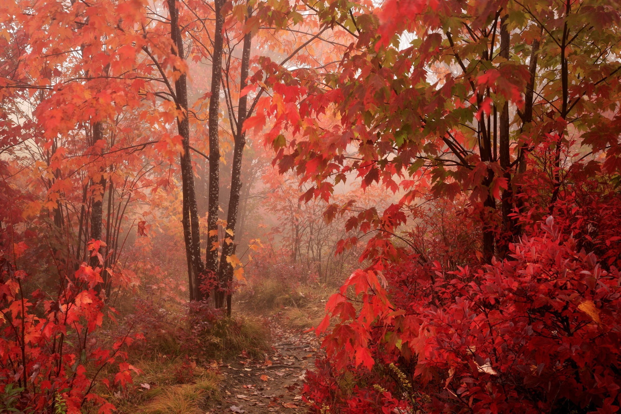 Red tree, Park trees, Autumn vibes, Vibrant leaves, 2000x1340 HD Desktop