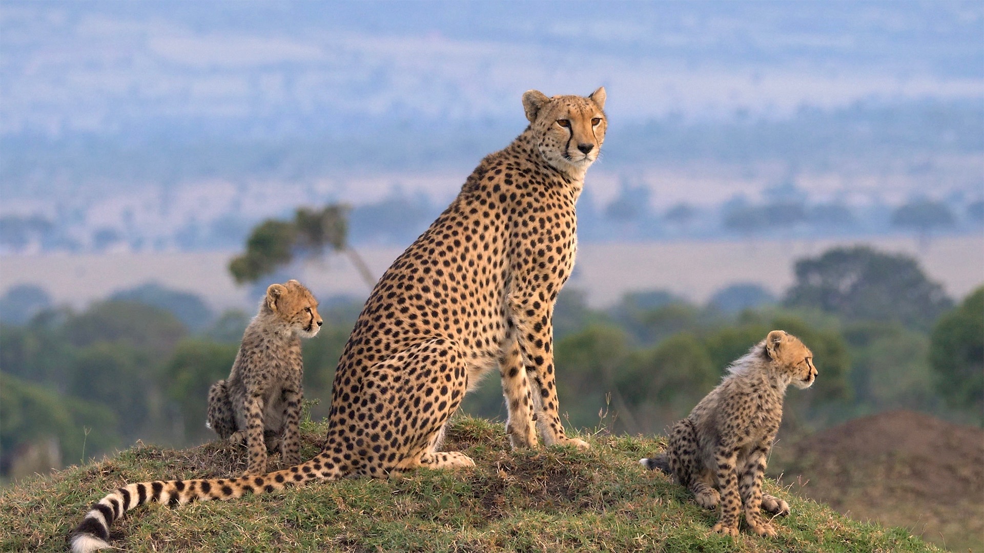 Maasai Mara Wildlife, Crossover Terranoa, 1920x1080 Full HD Desktop