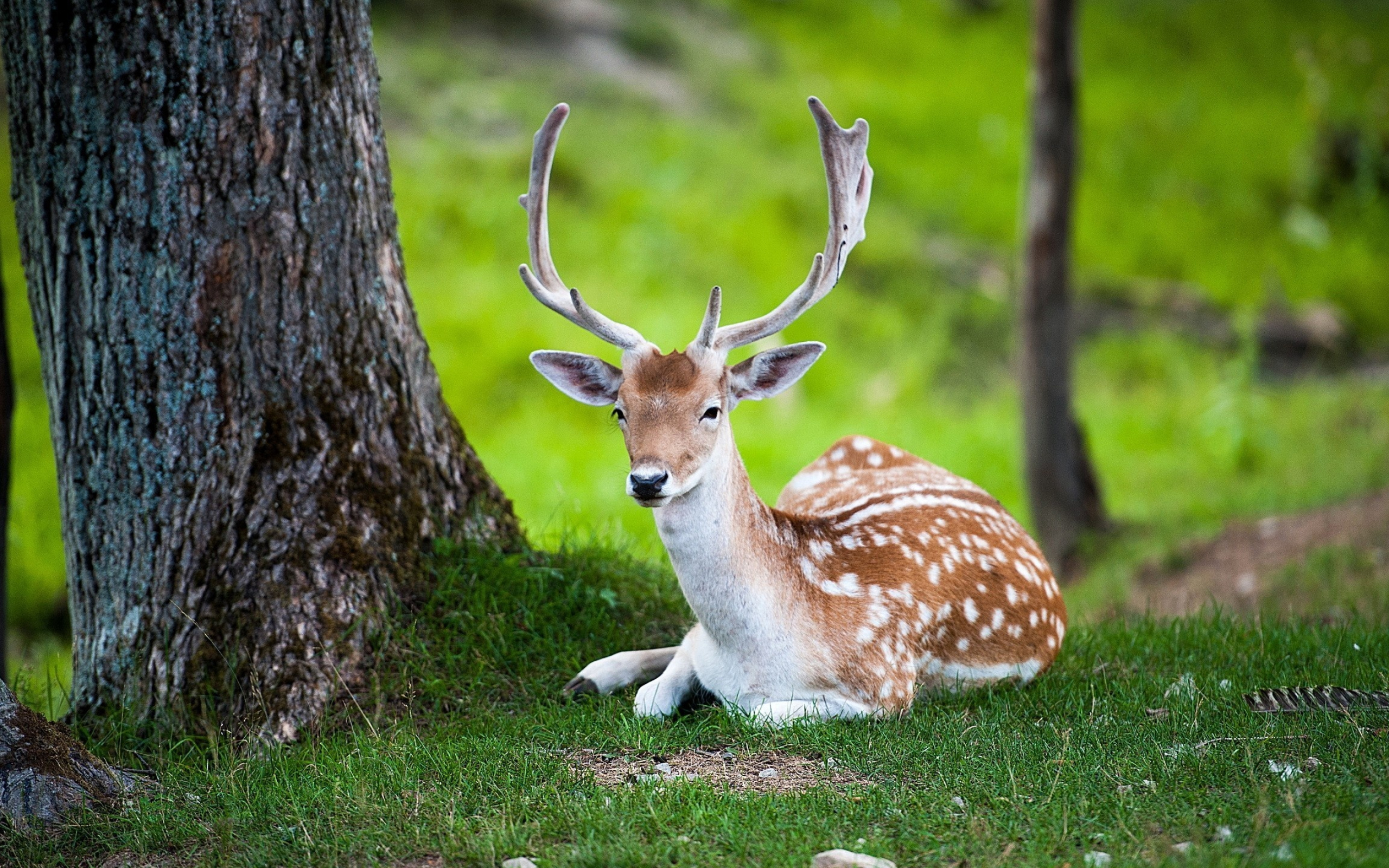 Resting deer wallpaper, Animal wallpapers, Tranquil scene, Relaxation, 2560x1600 HD Desktop