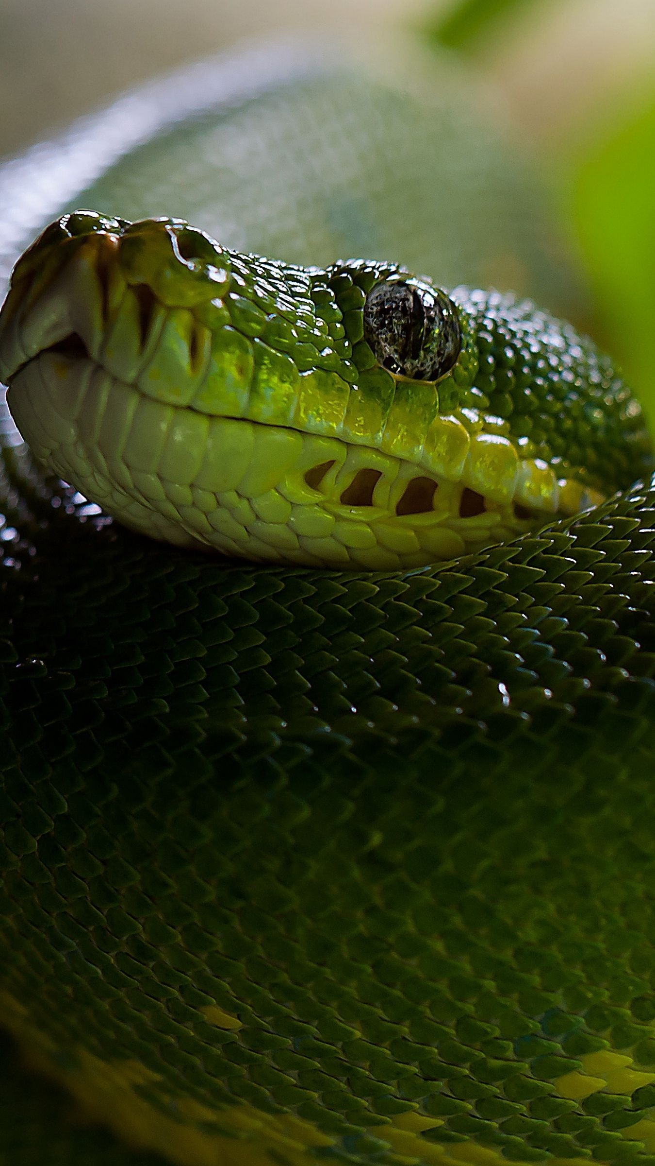 Reptile scales iPhone wallpapers, Striking visuals, Unique design, Phone backgrounds, 1350x2400 HD Phone