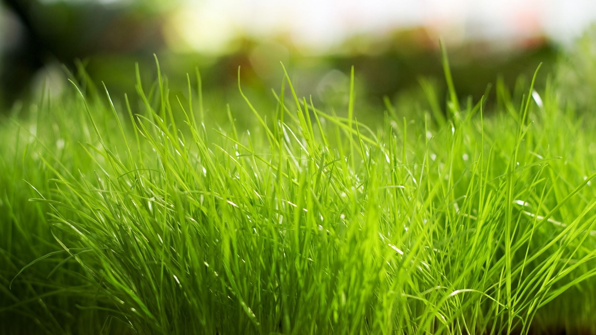 Fresh grass, Healthy lawn, Vibrant wallpaper, Nature's vitality, 1920x1080 Full HD Desktop