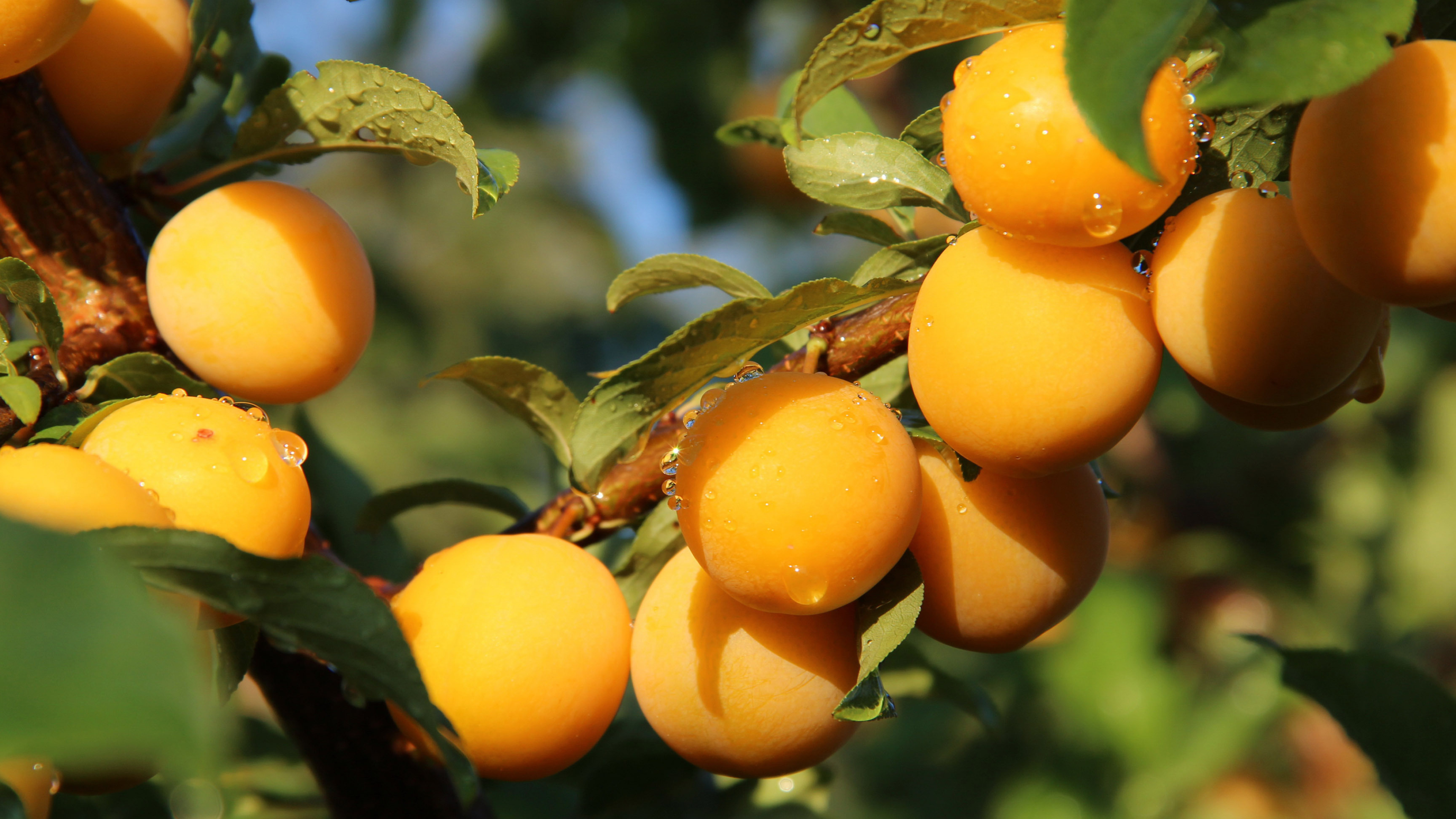 Apricots in a tree wallpaper, Nature's artwork, Bountiful harvest, Serene and peaceful, 3840x2160 4K Desktop