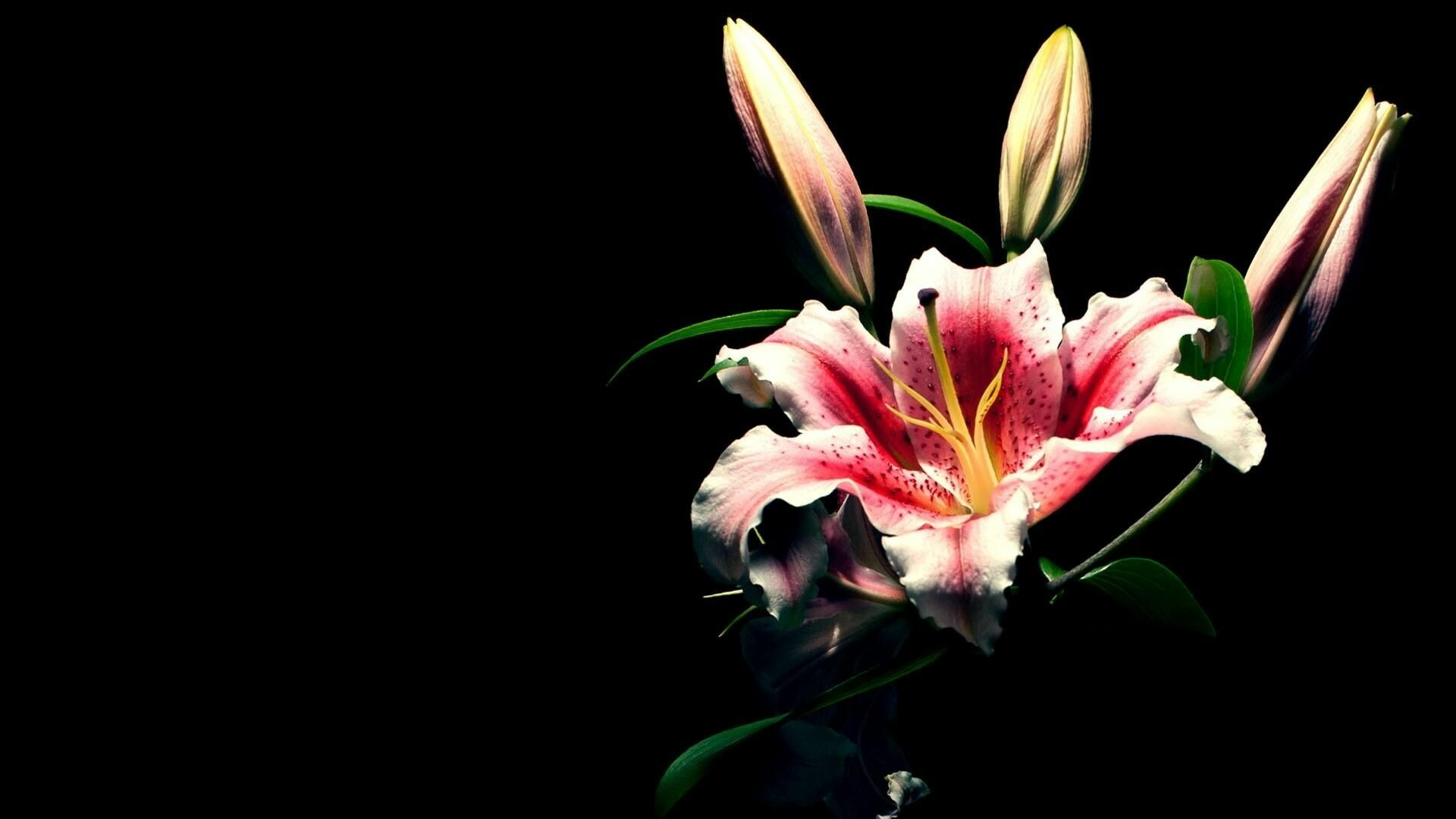 Lily: Lilies have six plain or strikingly marked tepals and are often trumpet-shaped, sitting atop a tall, erect stem with narrow, long, lance-shaped leaves. 1920x1080 Full HD Background.