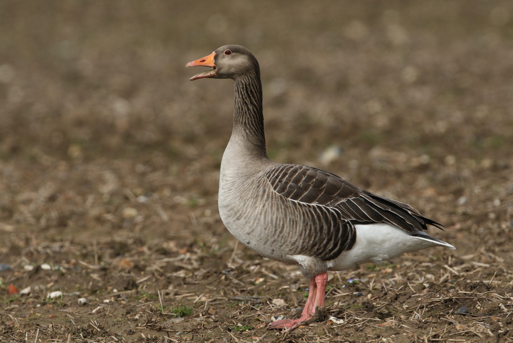 British geese, Migration patterns, Birdwatching locations, Identification guide, 2120x1420 HD Desktop