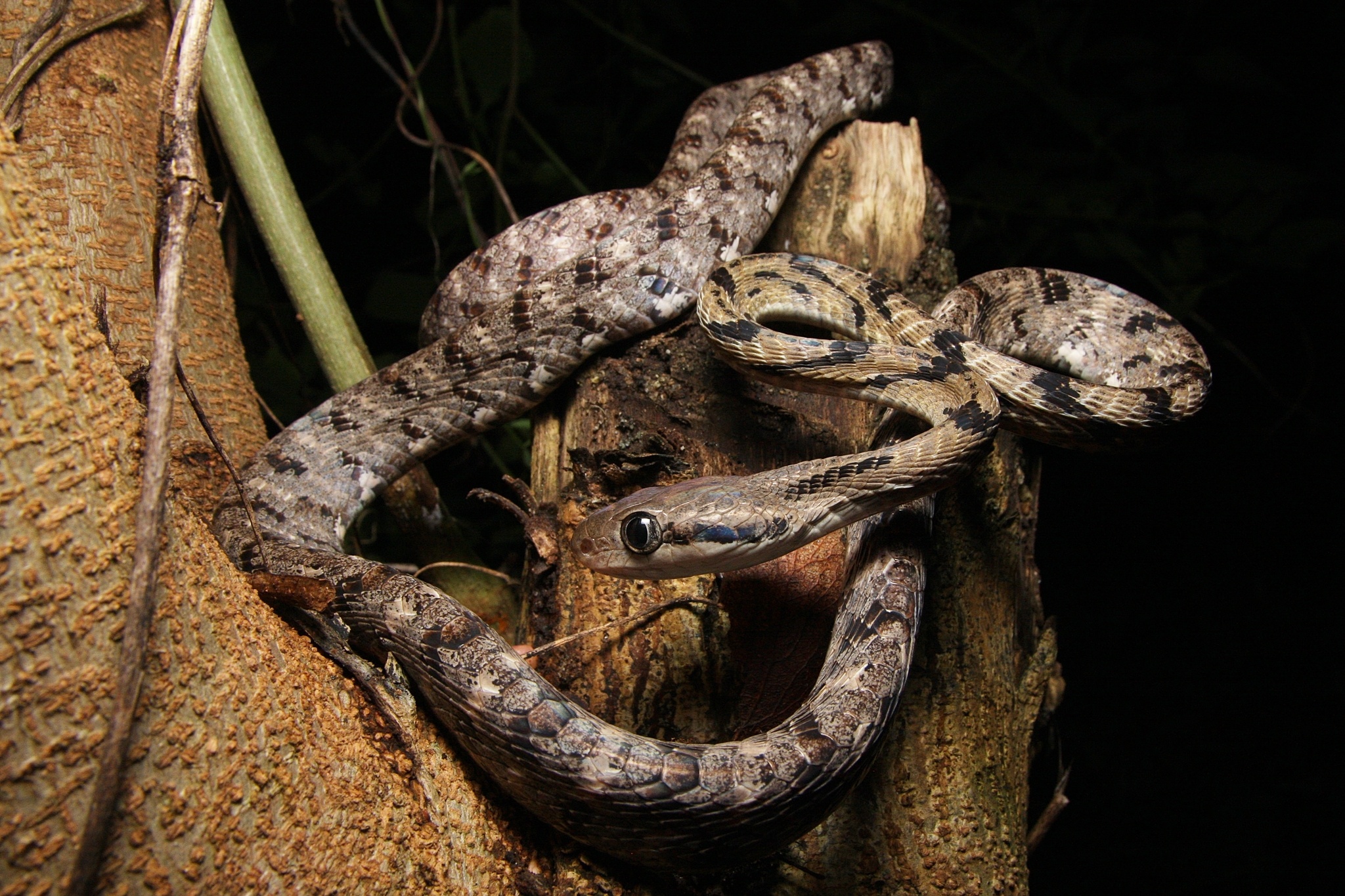 Boiga siamensis, Natusfera snake, Southeast Asian reptile, Colorful scales, 2050x1370 HD Desktop