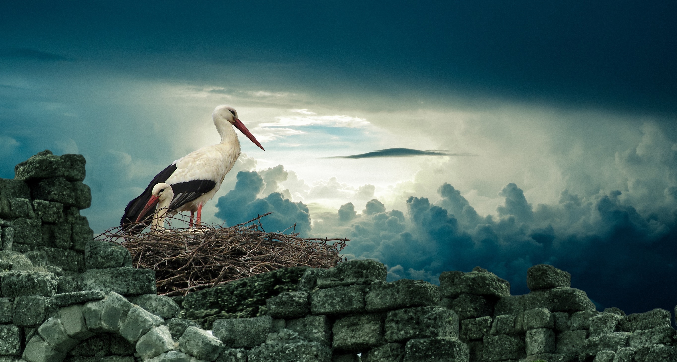 White stork wallpapers, HD imagery, High-resolution backgrounds, Beautiful avian visuals, 2730x1460 HD Desktop