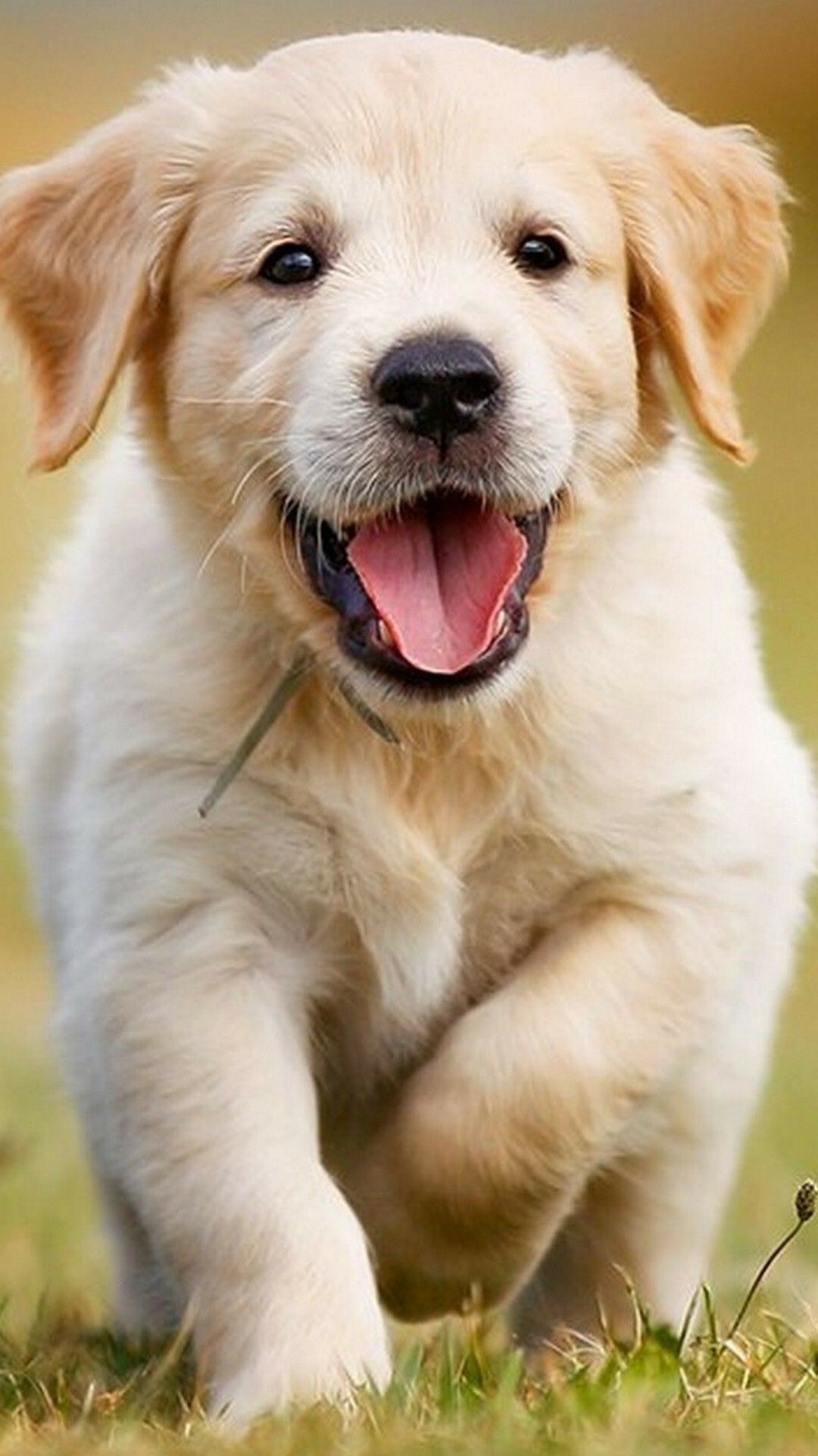 Dog: One of the first domesticated animals, Canine. 1080x1920 Full HD Background.