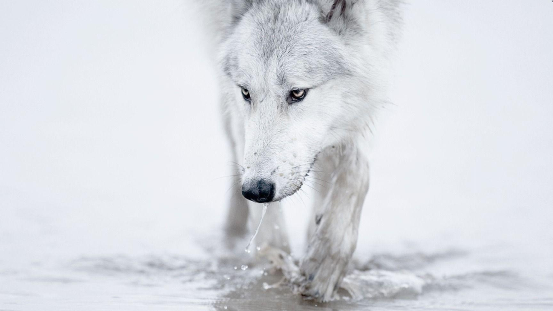 White Wolf Wallpapers 1920x1080