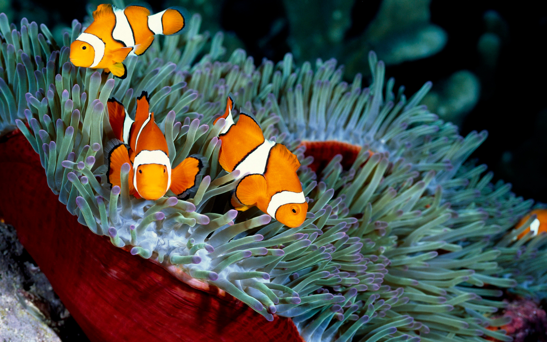 Various clownfish, HD wallpapers collection, Stunning marine beauty, Underwater wonder, 1920x1200 HD Desktop