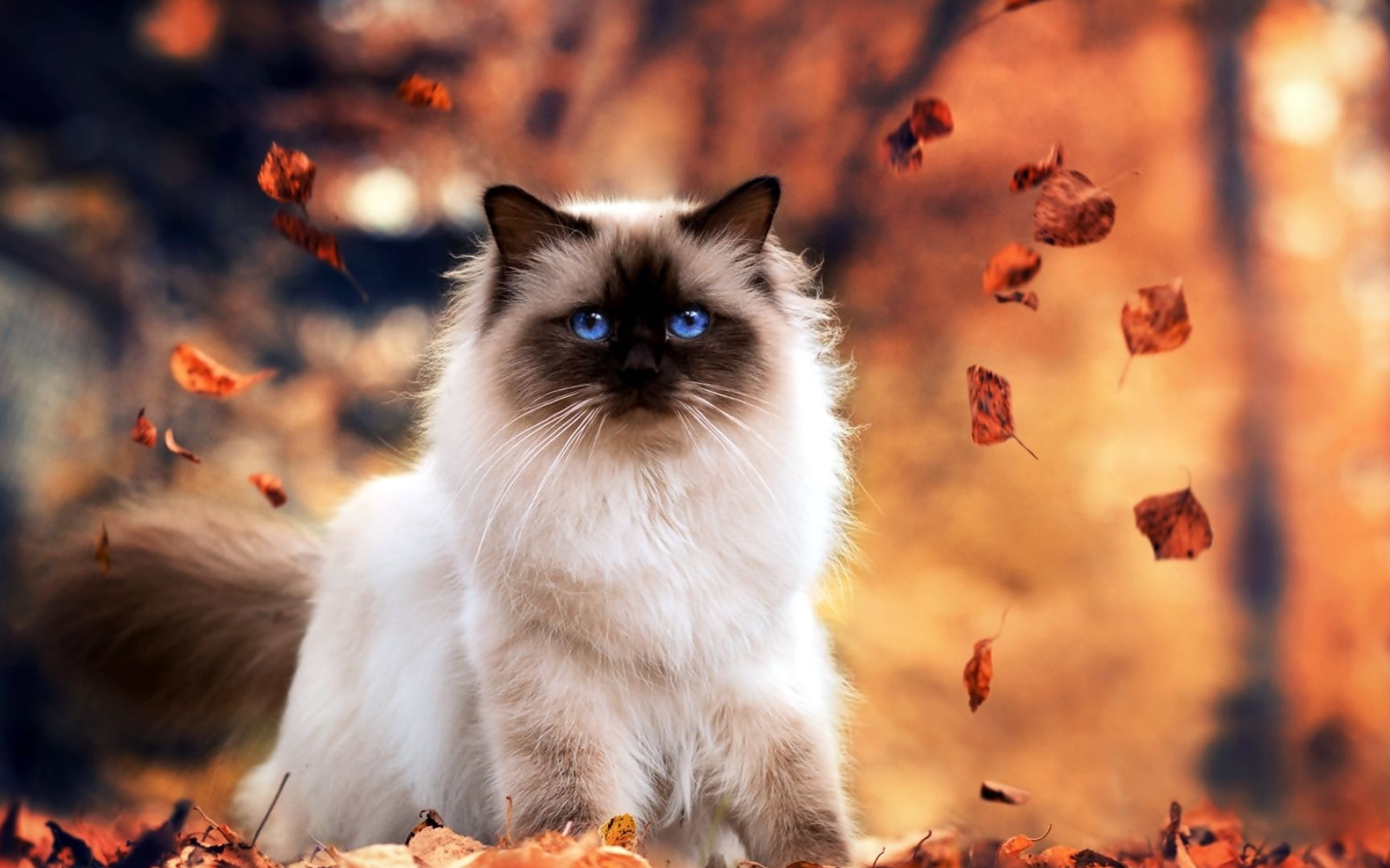 Kot syjamski licie, Park jesie himalayan, Cat cute cats, Cats and kittens, 1920x1200 HD Desktop