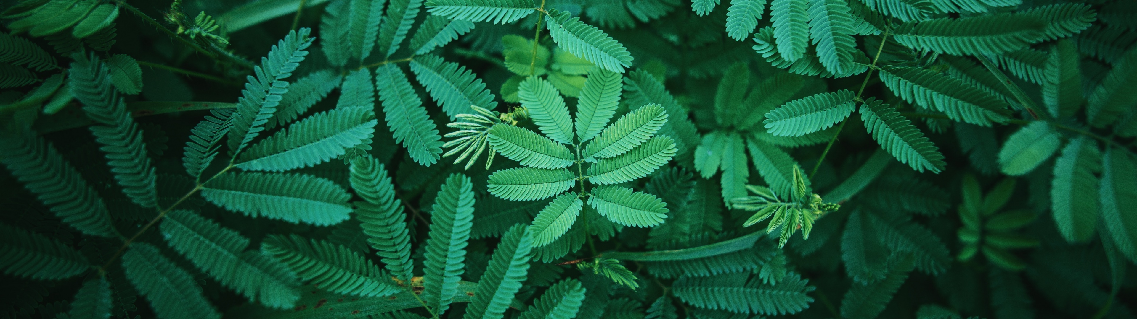 Green Leaf: The circle of the fern tropical vegetation in the jungle forest. 3840x1080 Dual Screen Wallpaper.