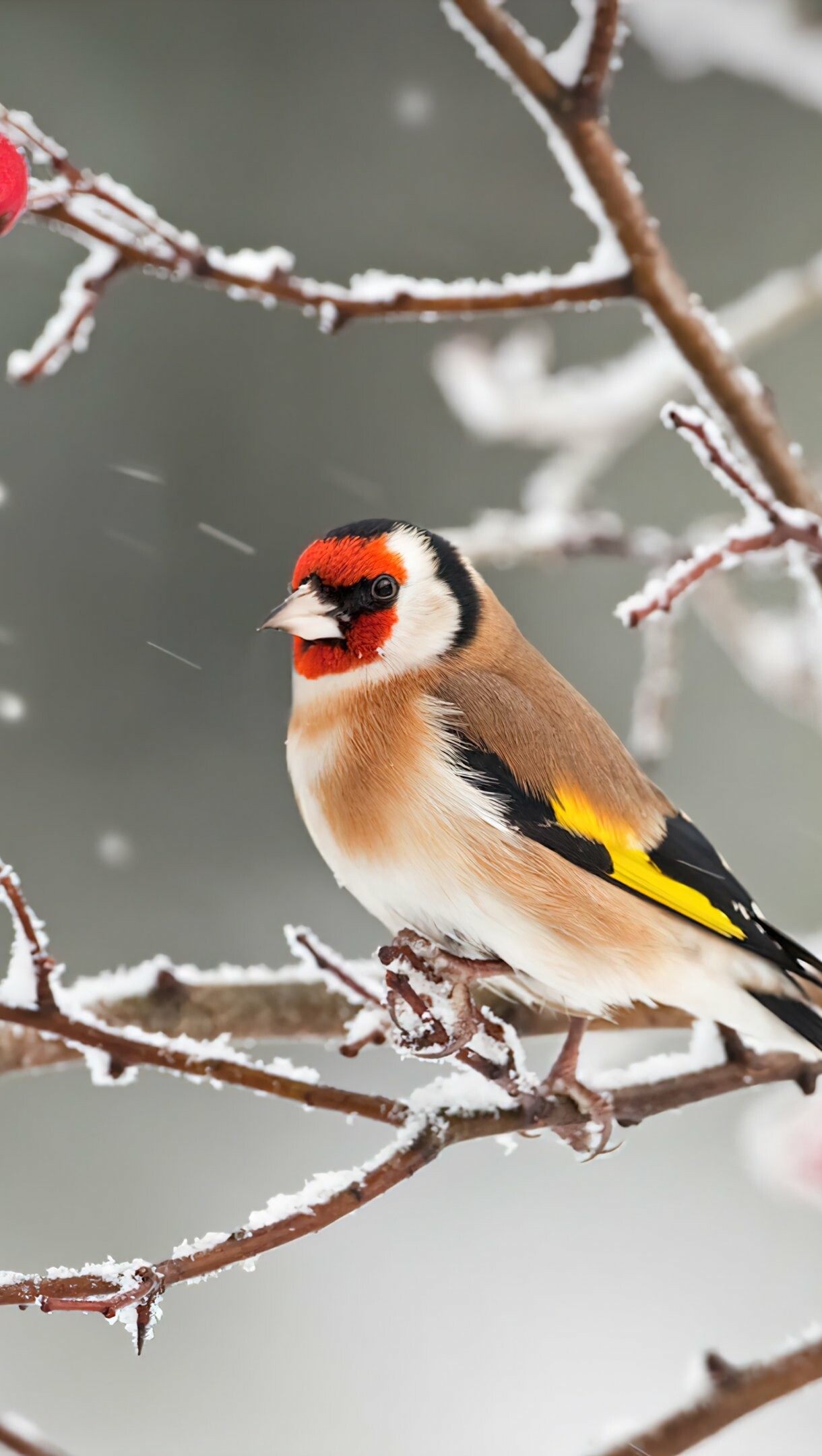 Bird: European goldfinch, The breeding male has a red face with black markings around the eyes. 1220x2160 HD Wallpaper.