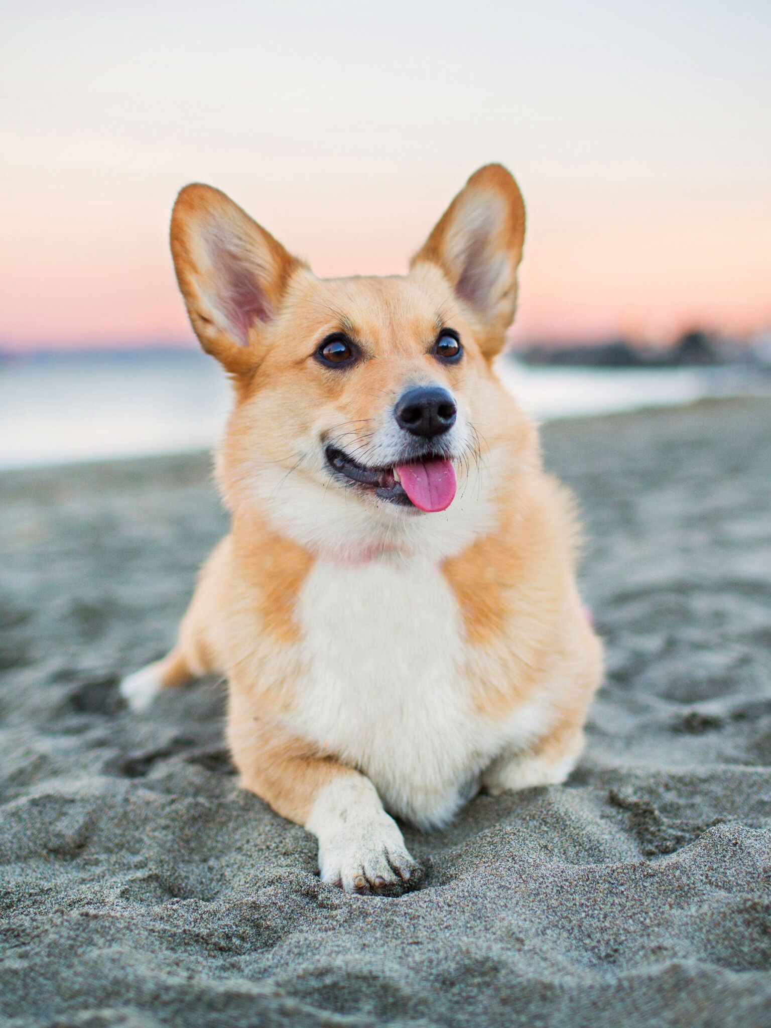 Corgi: The body of the Cardigan is slightly longer than that of the Pembroke. 1540x2050 HD Wallpaper.