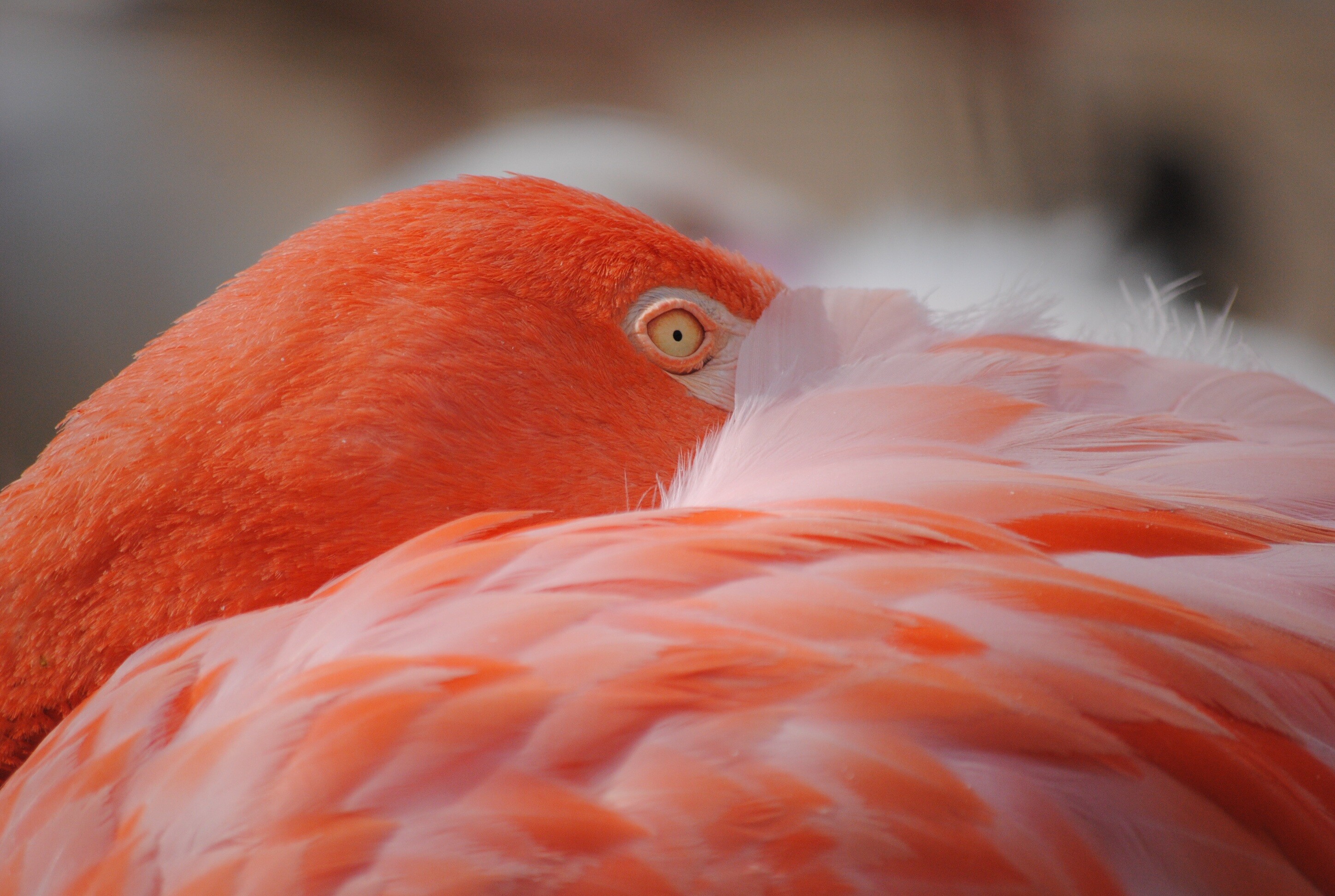Flamingo: Large birds with long necks, sticklike legs and pink or reddish feathers. 2900x1950 HD Wallpaper.