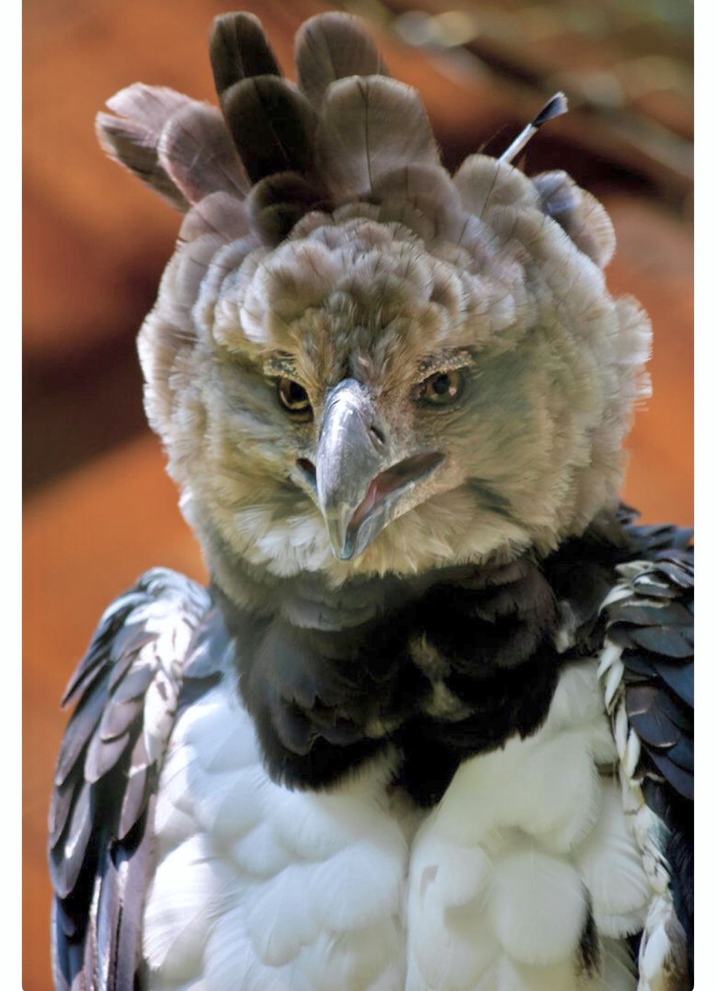 Harpy Eagle, Elusive bird species, Nature's apex predator, Rare avian sight, 1450x1990 HD Phone