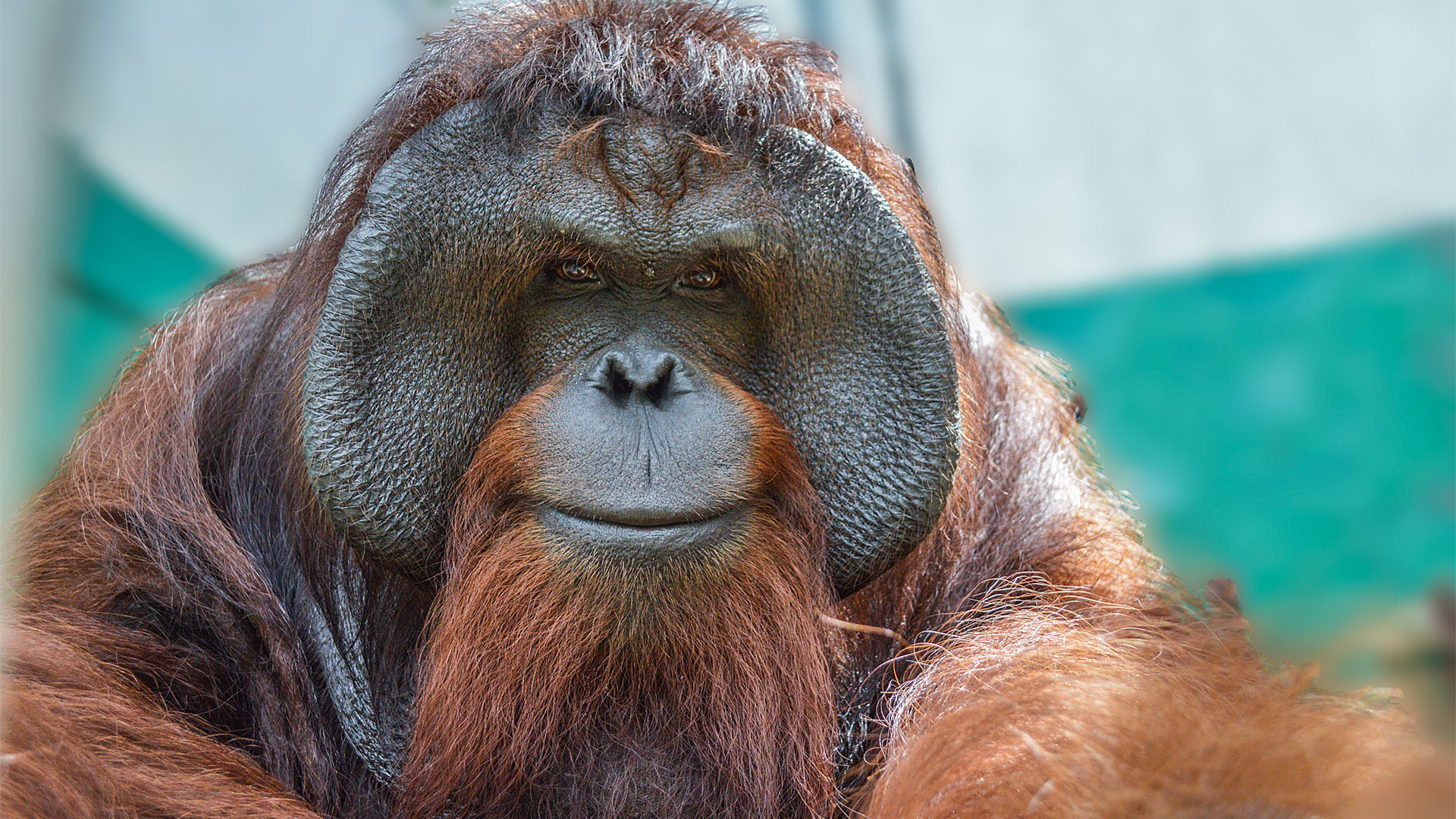 Orangutan outreach, Conservation efforts, Protecting habitat, Preserving species, 1920x1080 Full HD Desktop