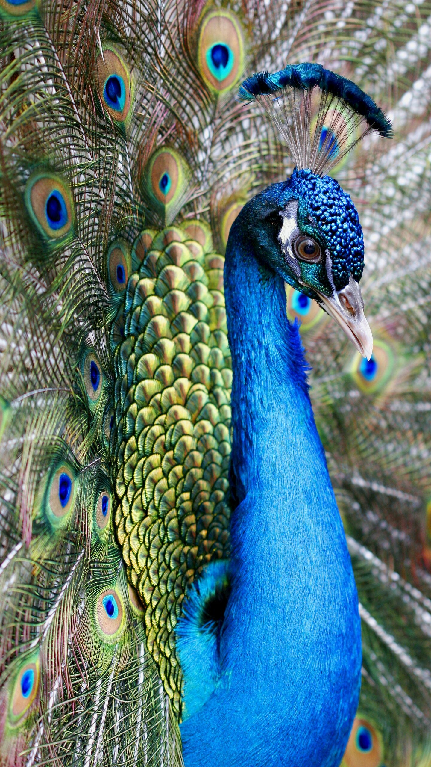 Peacock: The green Peafowl has green and bronze body feather. 1440x2560 HD Background.