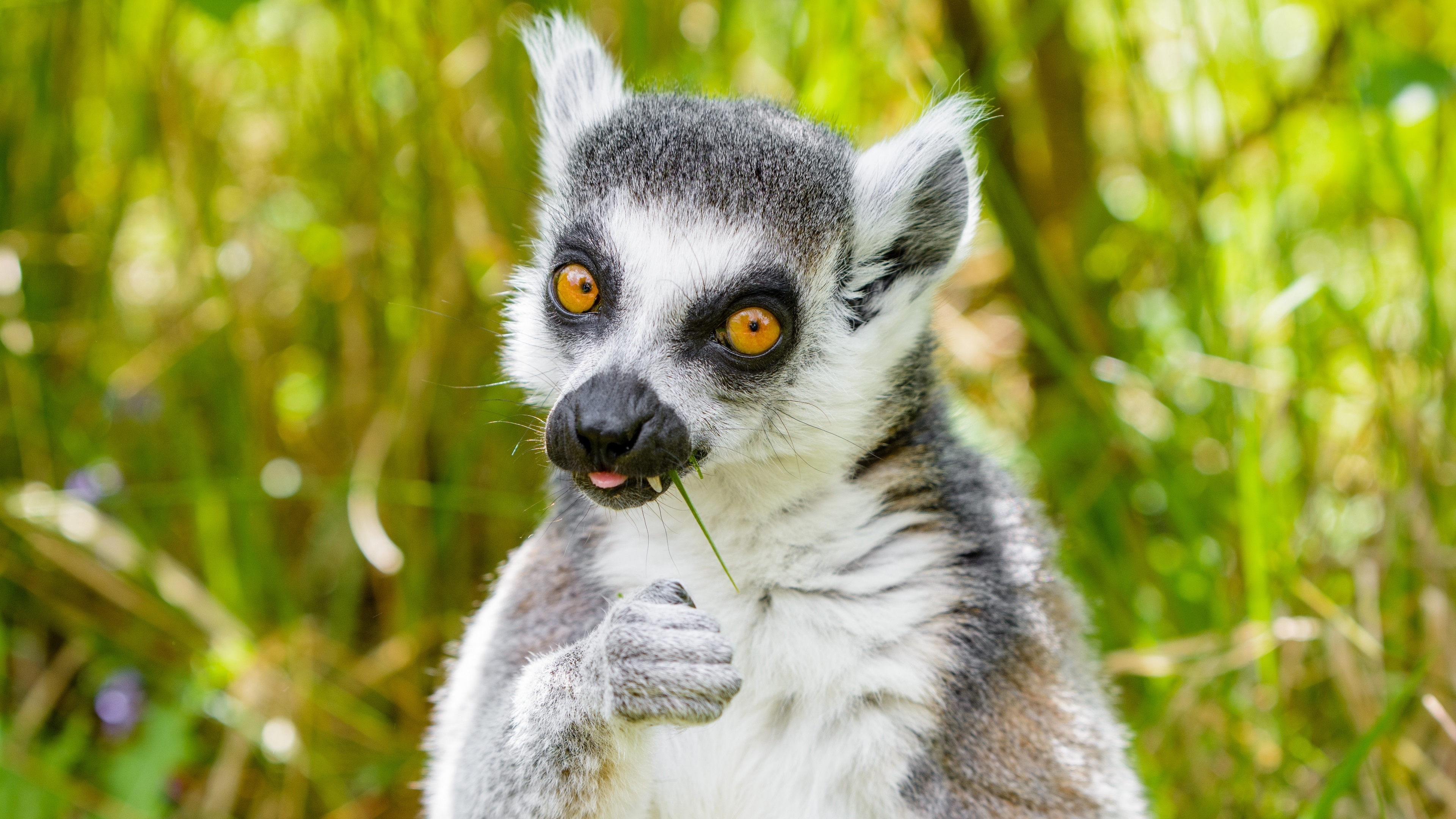Lemur 4K Ultra HD, Stunning visuals, Detailed imagery, High-resolution, 3840x2160 4K Desktop