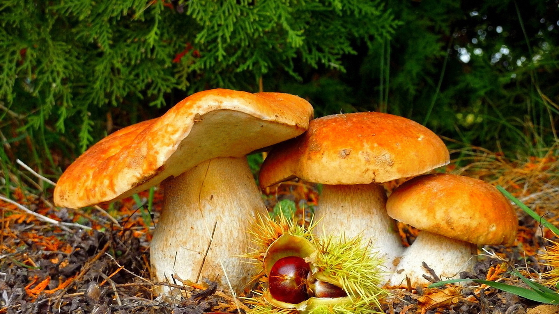 Nature photo picture mushrooms, beauty forest, 1920x1080 Full HD Desktop