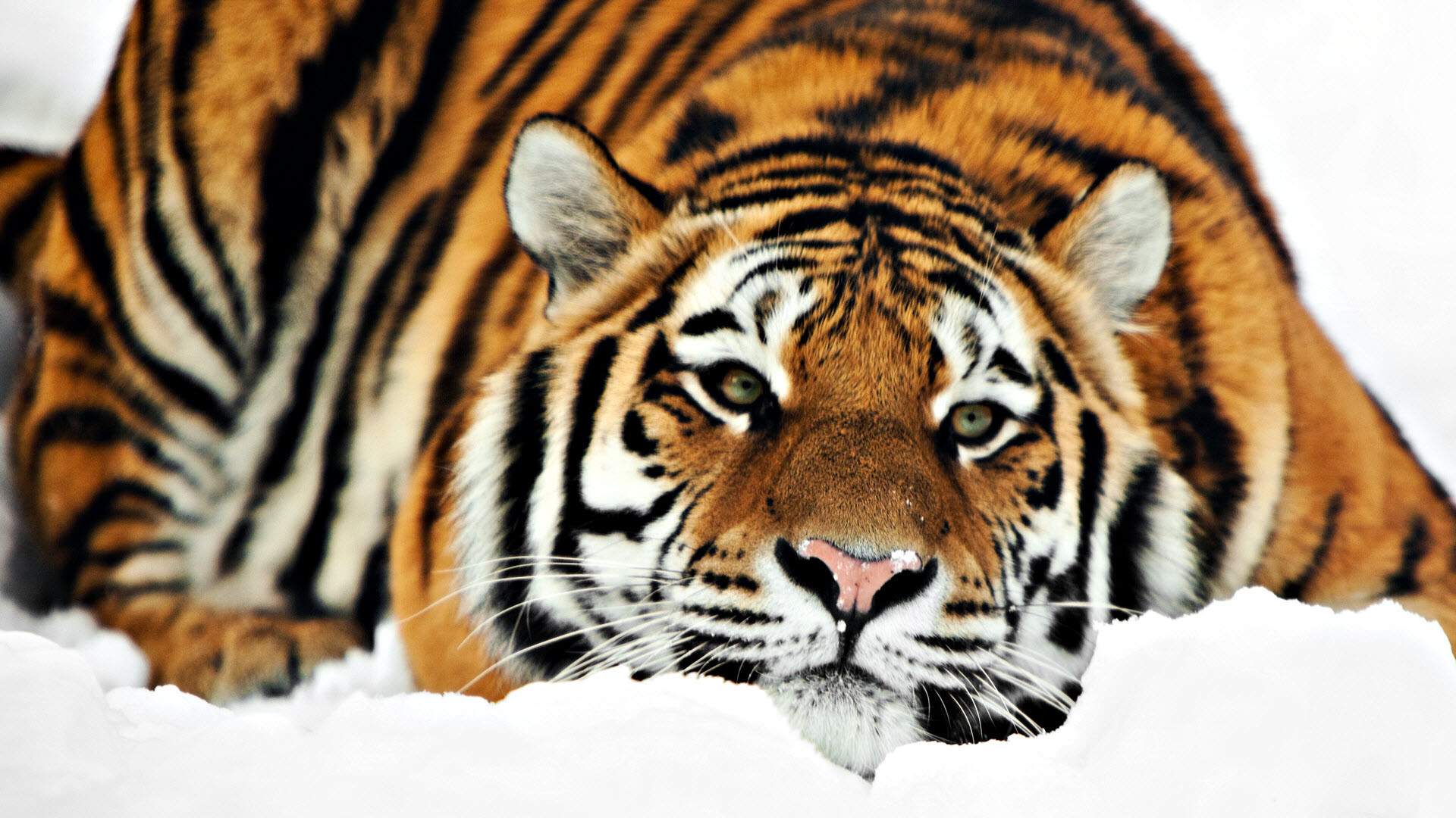 Tiger: Amur tigers have orange fur with thin black stripes and a white underbelly. 1920x1080 Full HD Background.