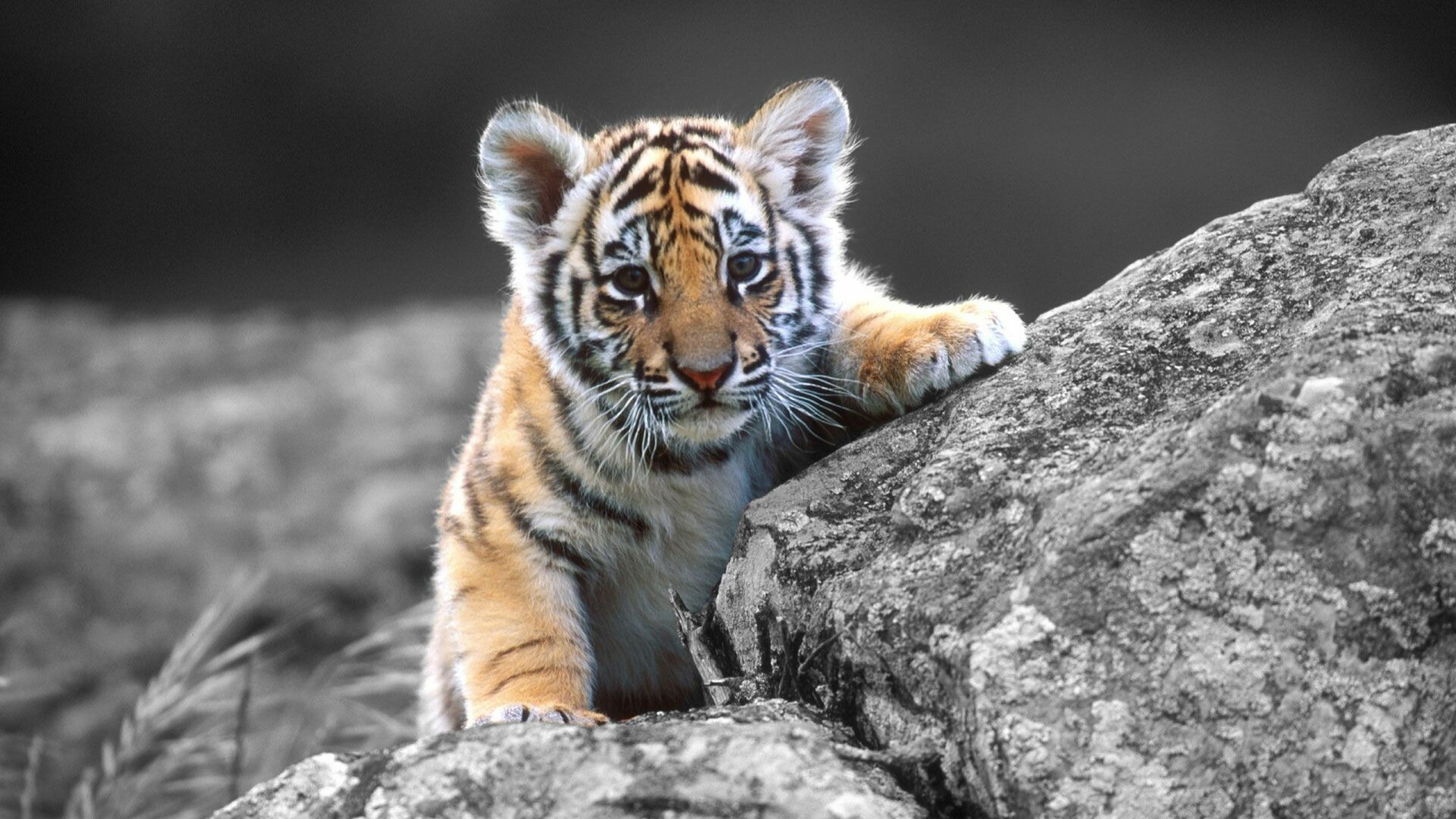Tiger Cub: Adorable baby animals, Striped predator, Big cats. 1920x1080 Full HD Wallpaper.