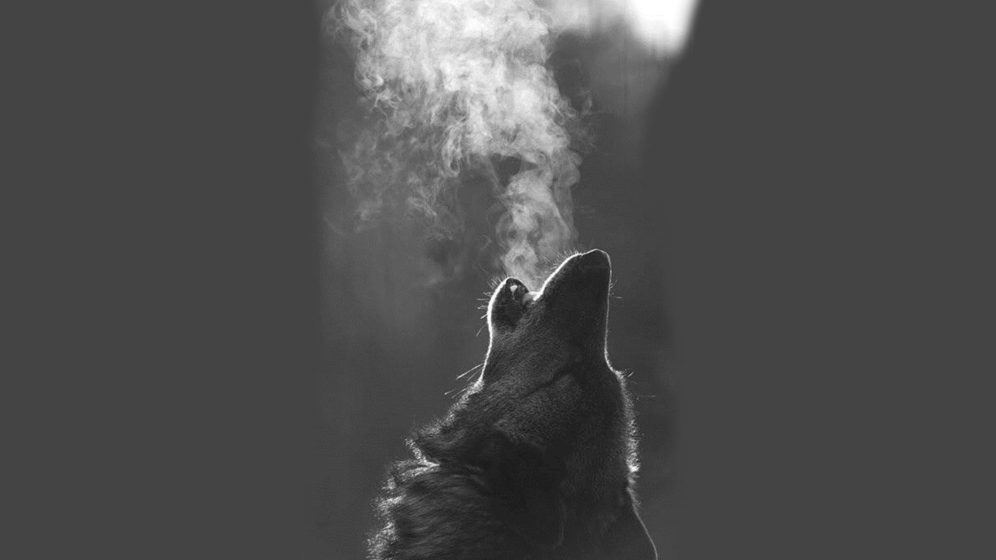 Howling Wolf, Grayscale wolf, Monochrome animal, 2050x1160 HD Desktop