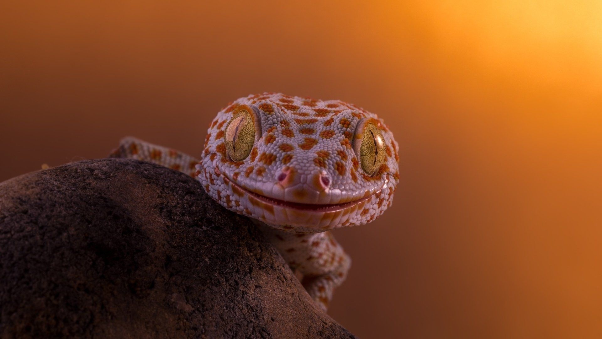 Gecko: The first domesticated lizard species, Exotic pets. 1920x1080 Full HD Wallpaper.