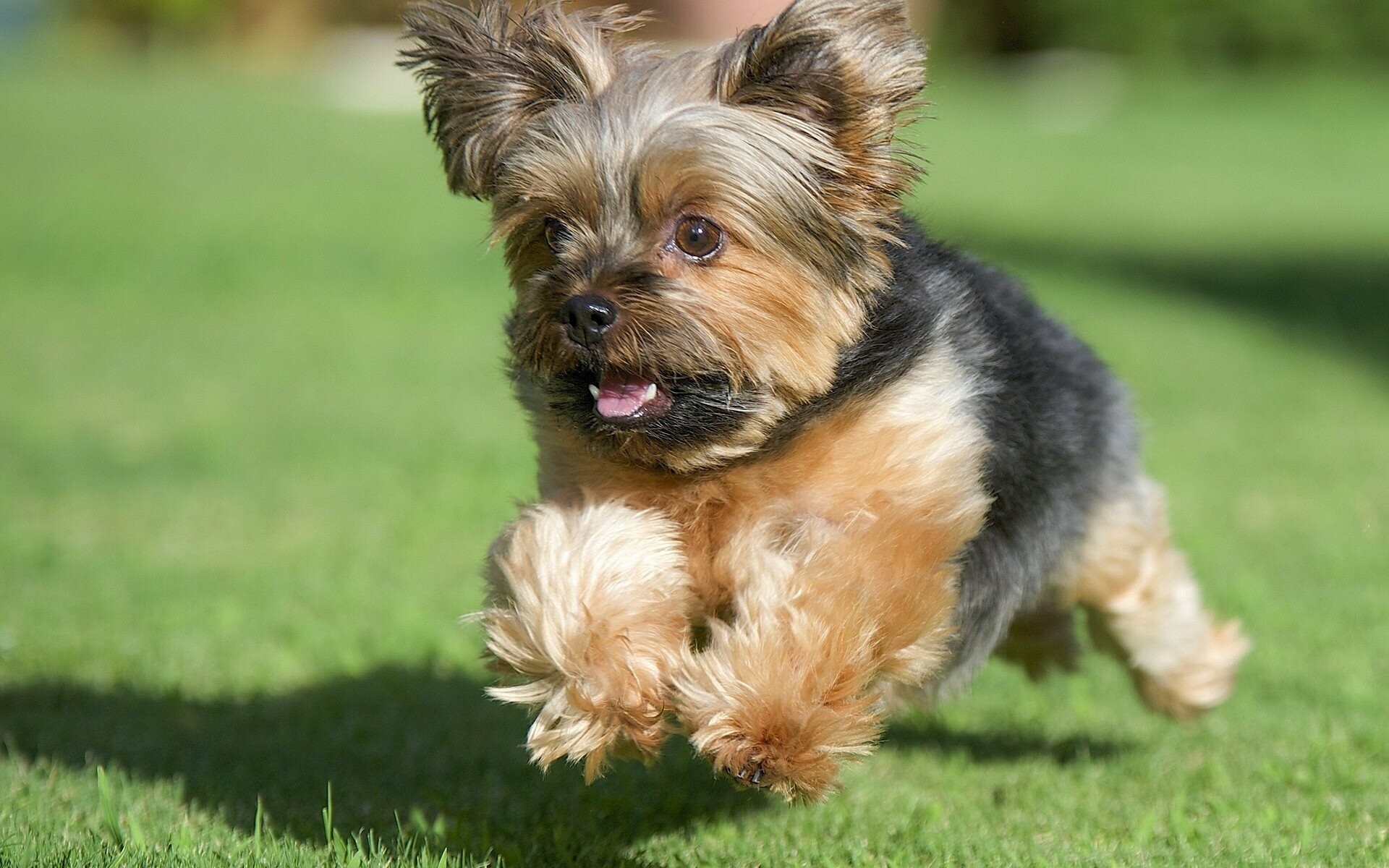 Yorkshire Terrier: Very playful and energetic dogs, Park, Lawn, Doggie. 1920x1200 HD Background.