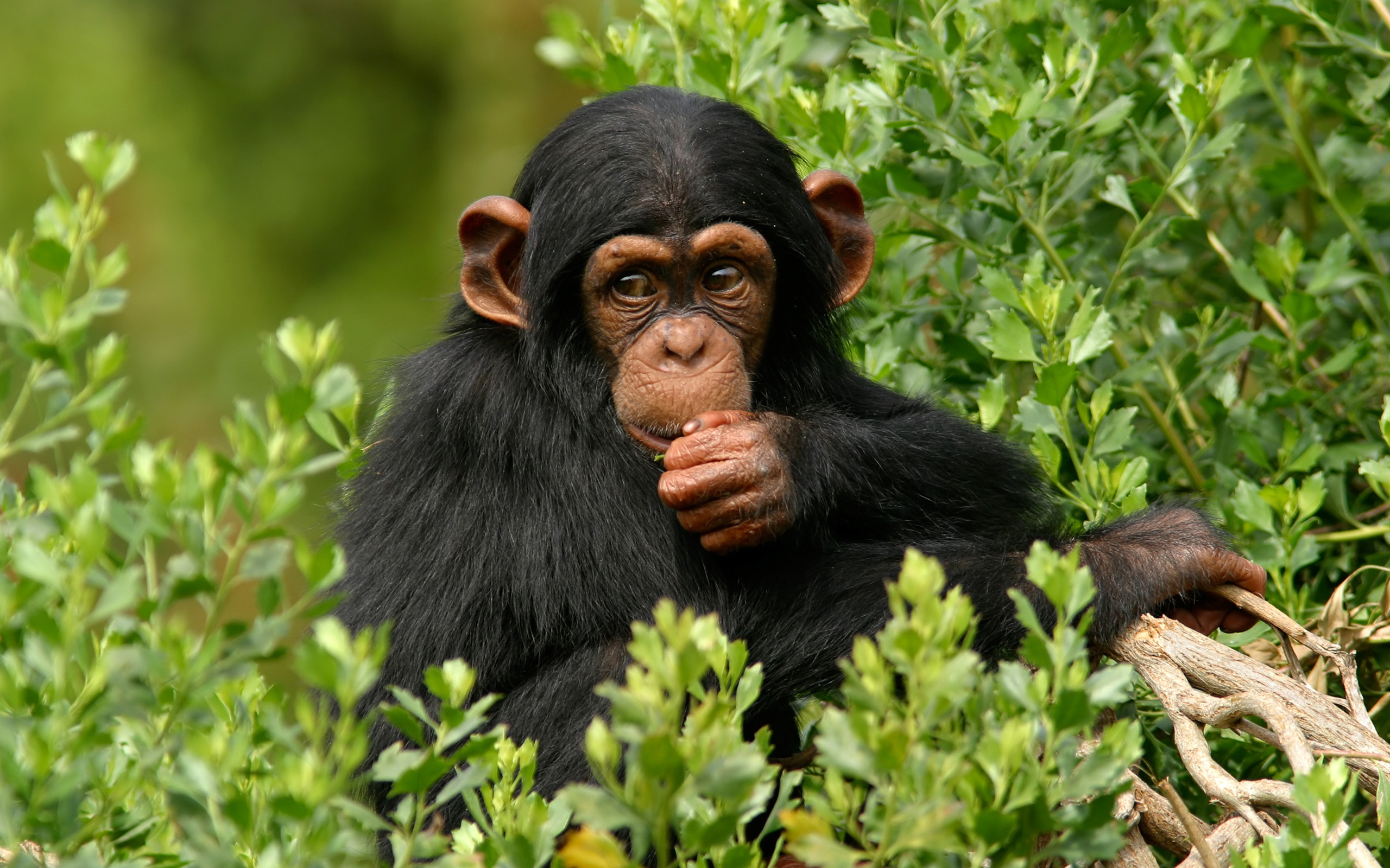Chimpanzee, Collection of wallpapers, Diverse images, Wildlife appreciation, 2560x1600 HD Desktop