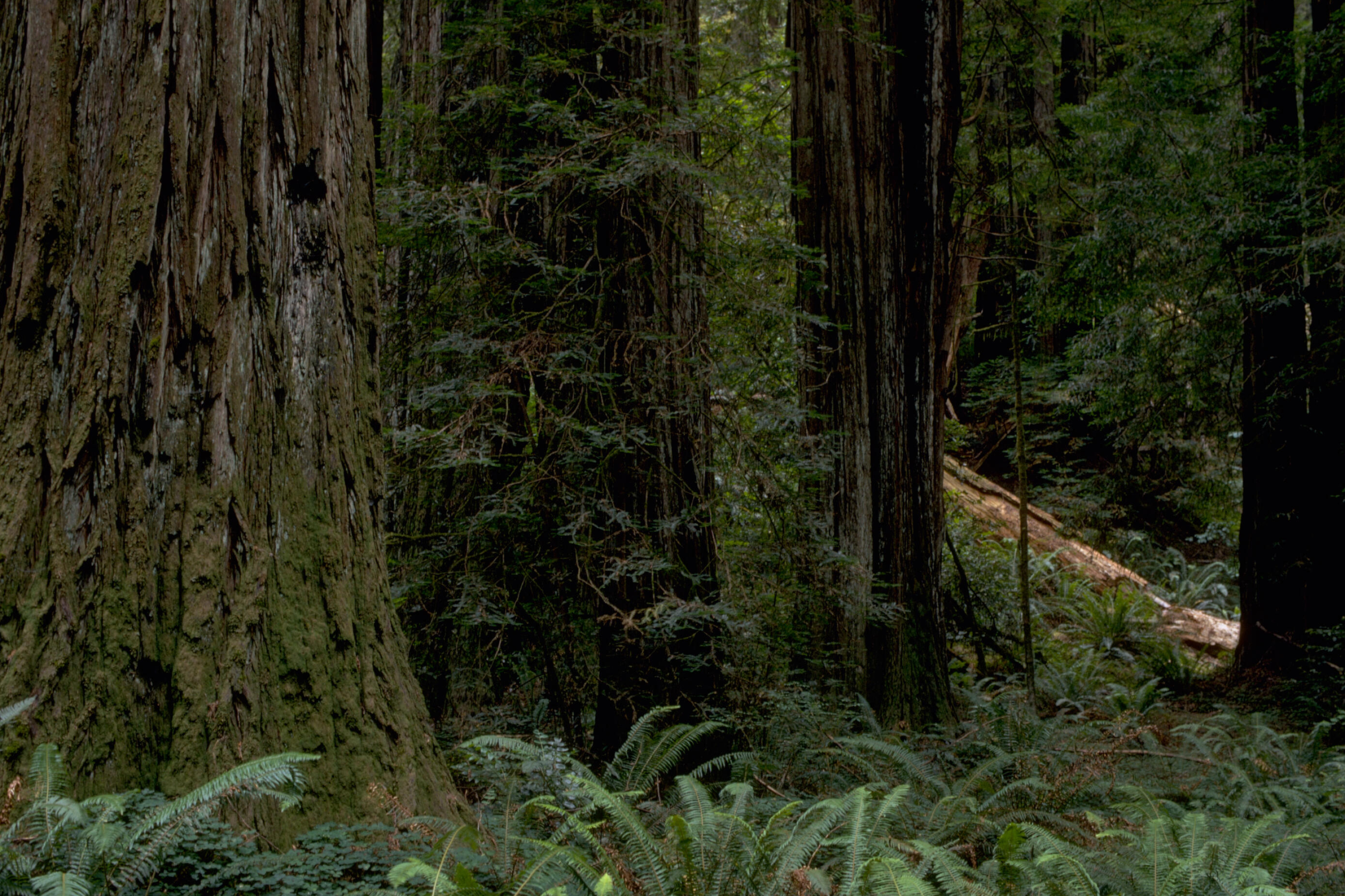 Redwood National Park, Windows desktop, Public domain, National parks, 3080x2050 HD Desktop