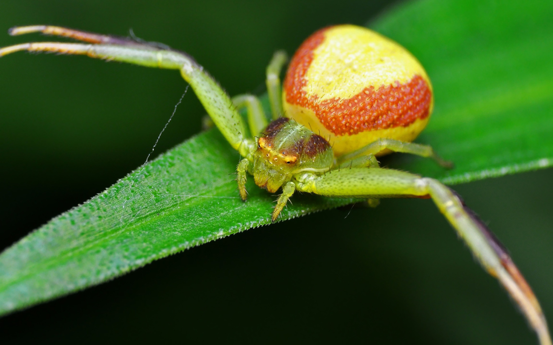 Crab spider elegance, Nature's camouflage master, Animal wallpapers collection, Stunning visuals, 1920x1200 HD Desktop