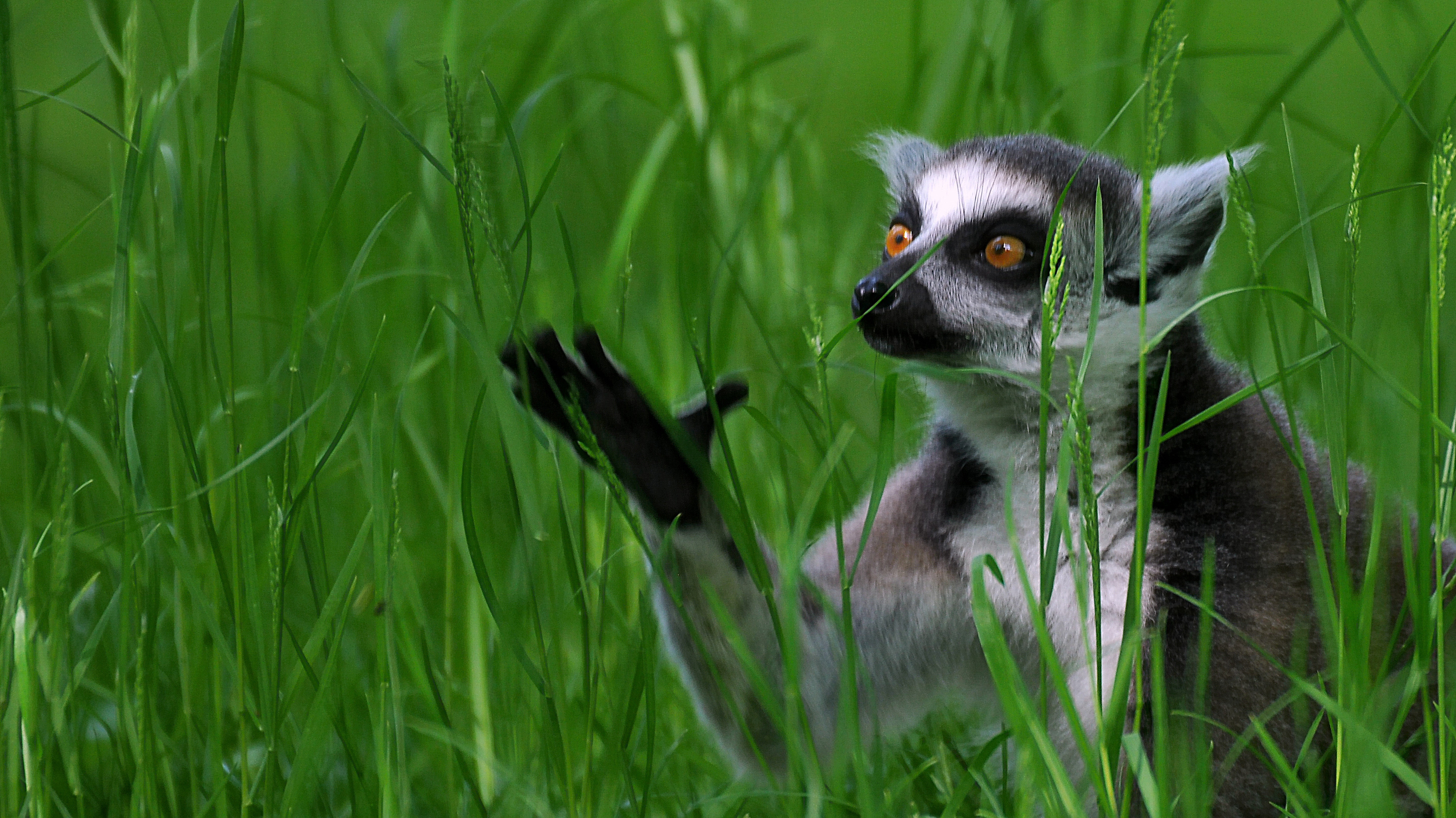 Ring Tailed Lemur, Wallpaper collection, Wildlife fascination, Desktop treat, 2910x1640 HD Desktop