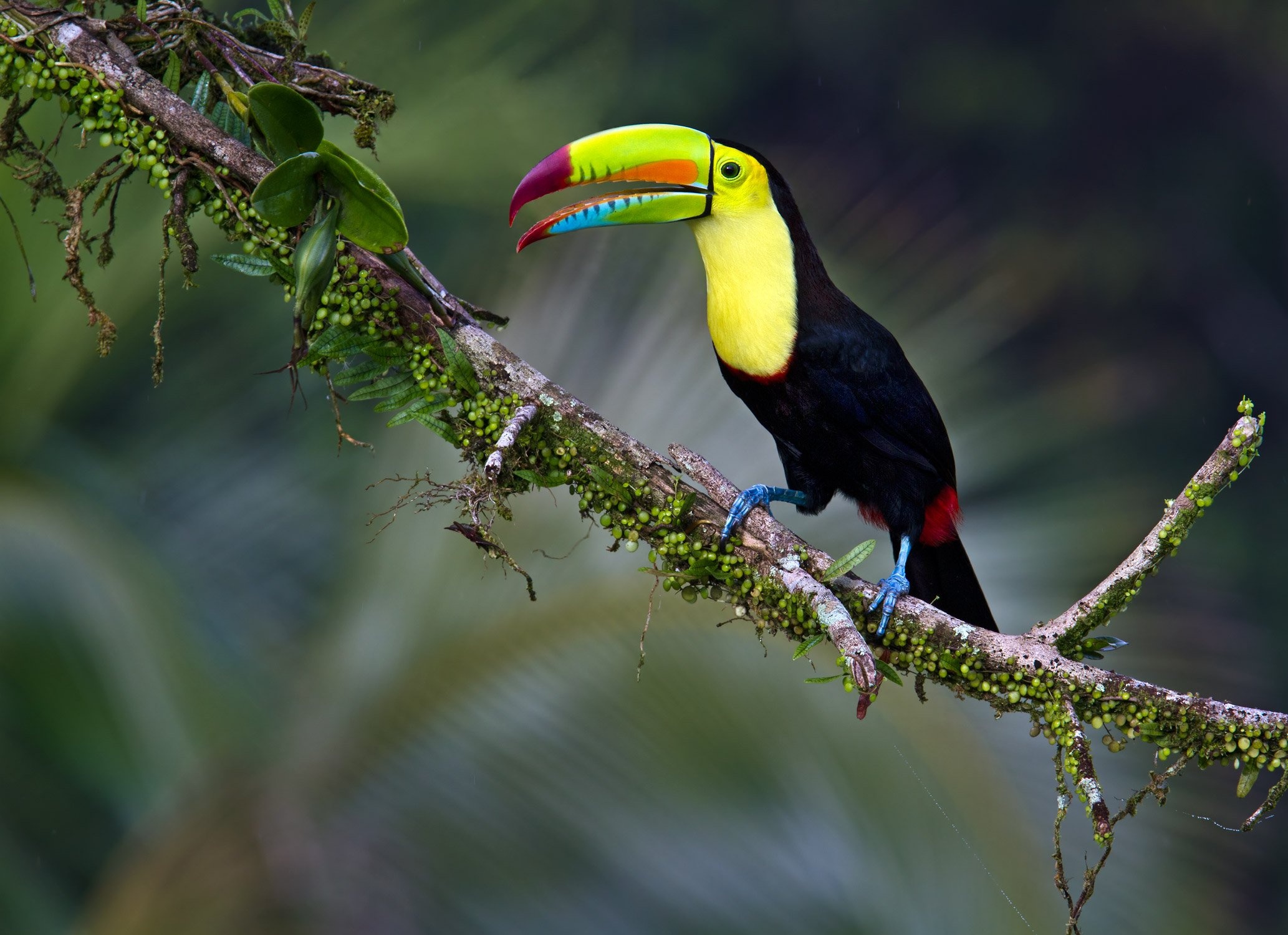 Tropical paradise, Vibrant plumage, Bird in flight, Exotic bird species, 2070x1500 HD Desktop
