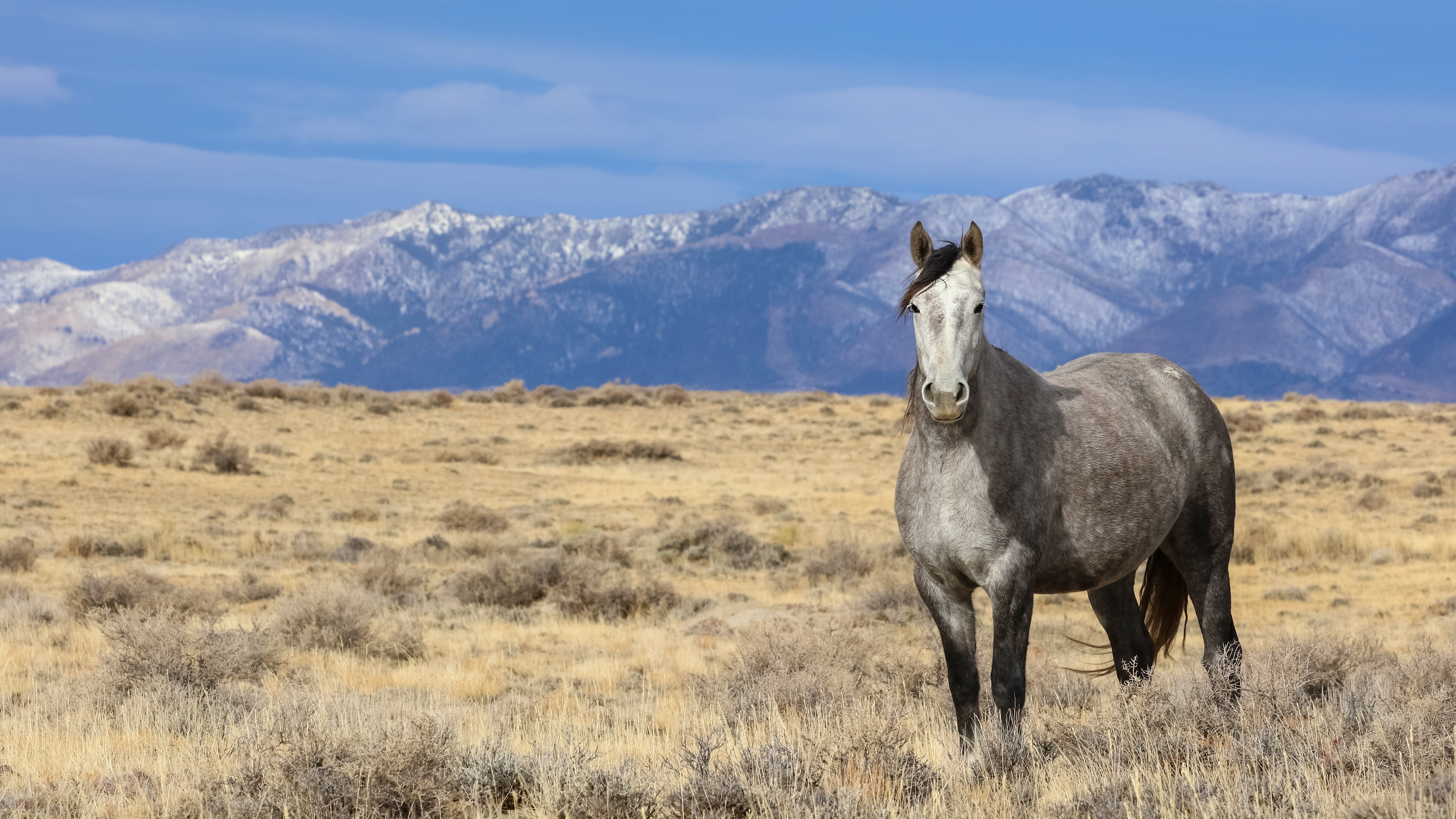 Horse: The mustang, Descended from horses brought to the Americas by the Spanish. 3840x2160 4K Background.