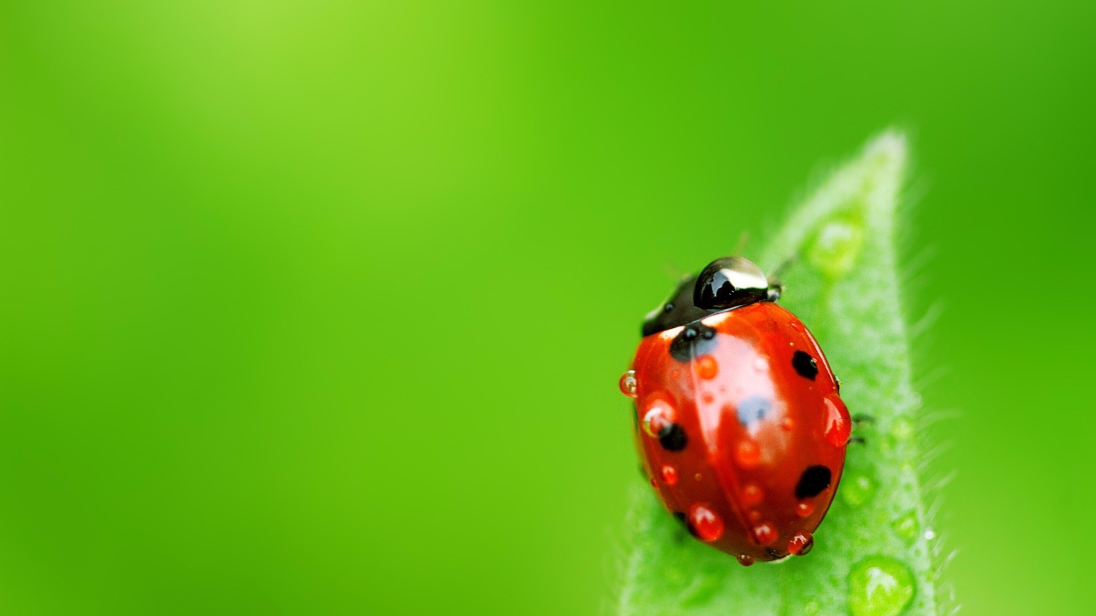 Beetle, Nature 2016 ladybug, 4k wallpaper, Desktop, 3840x2160 4K Desktop