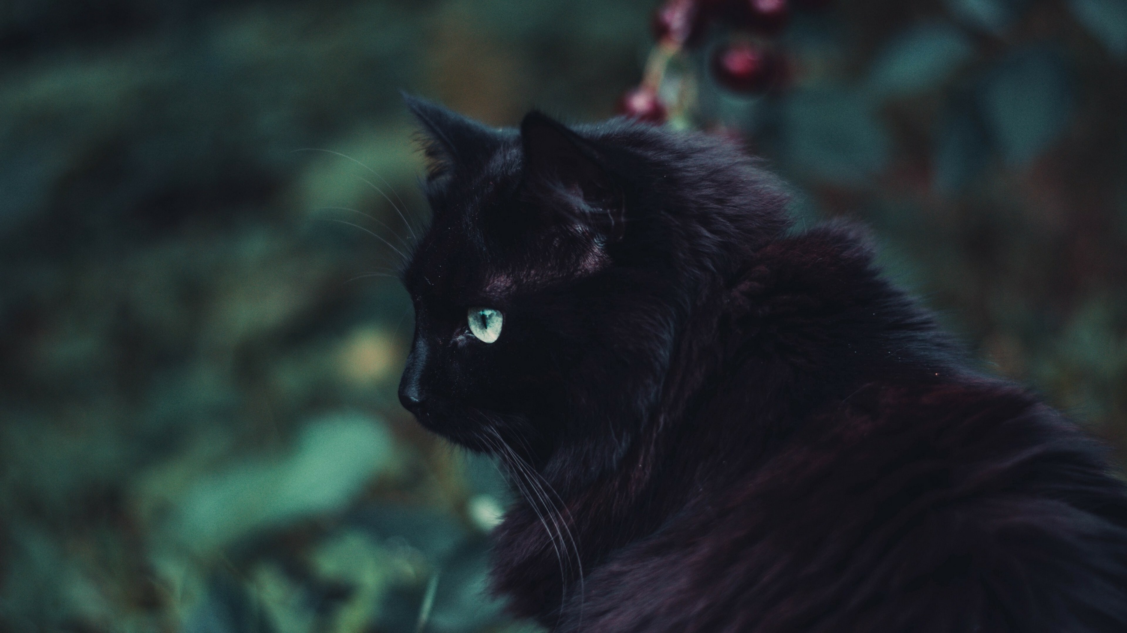 Fluffy black cat, 4K HD wallpaper, Soft and cuddly, Mesmerizing fur, 3840x2160 4K Desktop