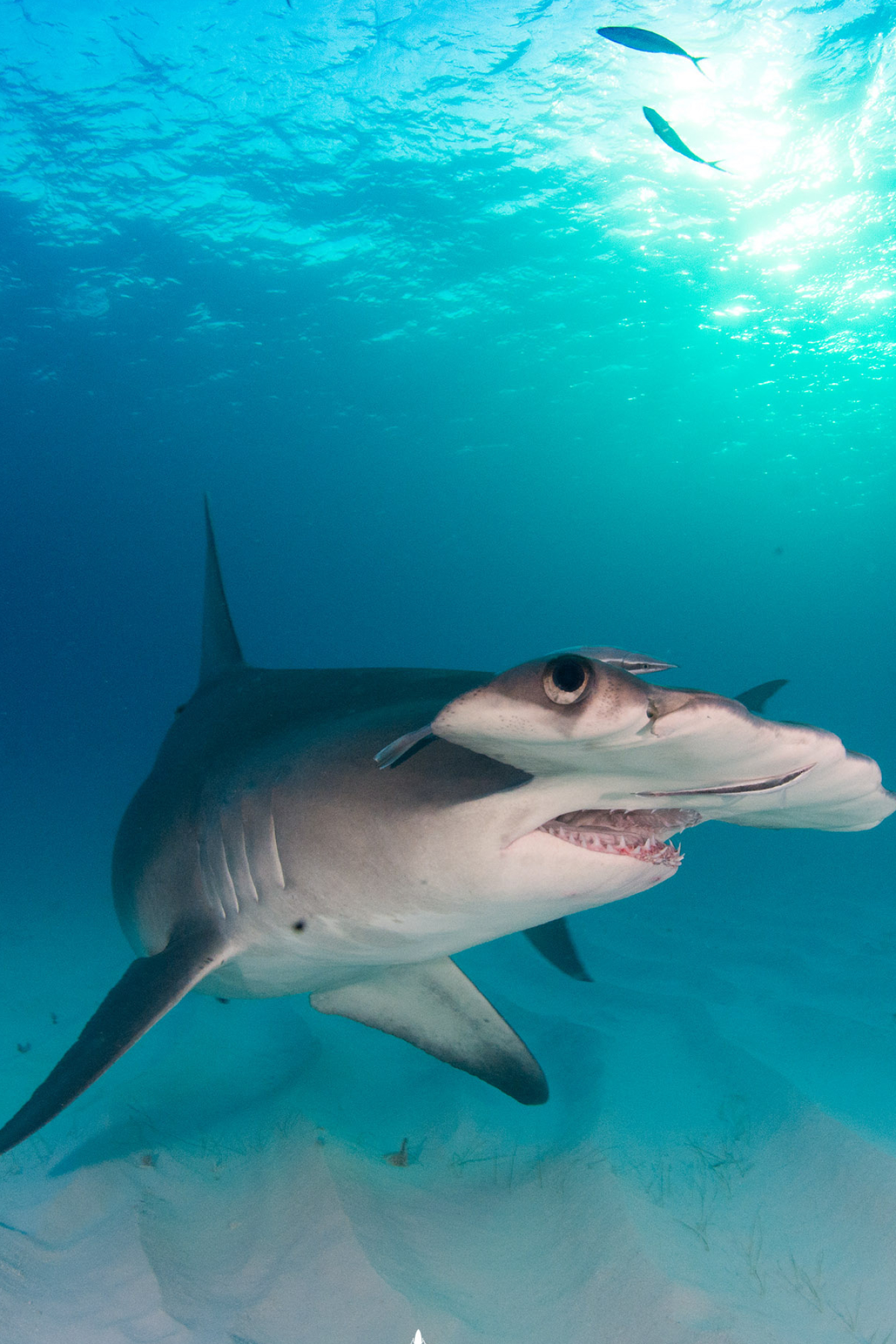 Hammerhead sharks, Majestic creatures, Ocean predators, Underwater marvels, 1340x2000 HD Phone