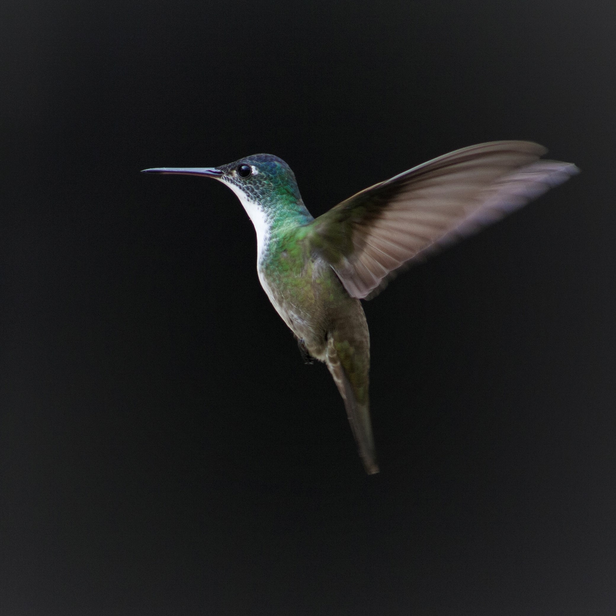 Flying hummingbird, Free stock photo, Graceful creature, Beautiful flight, 2080x2080 HD Phone