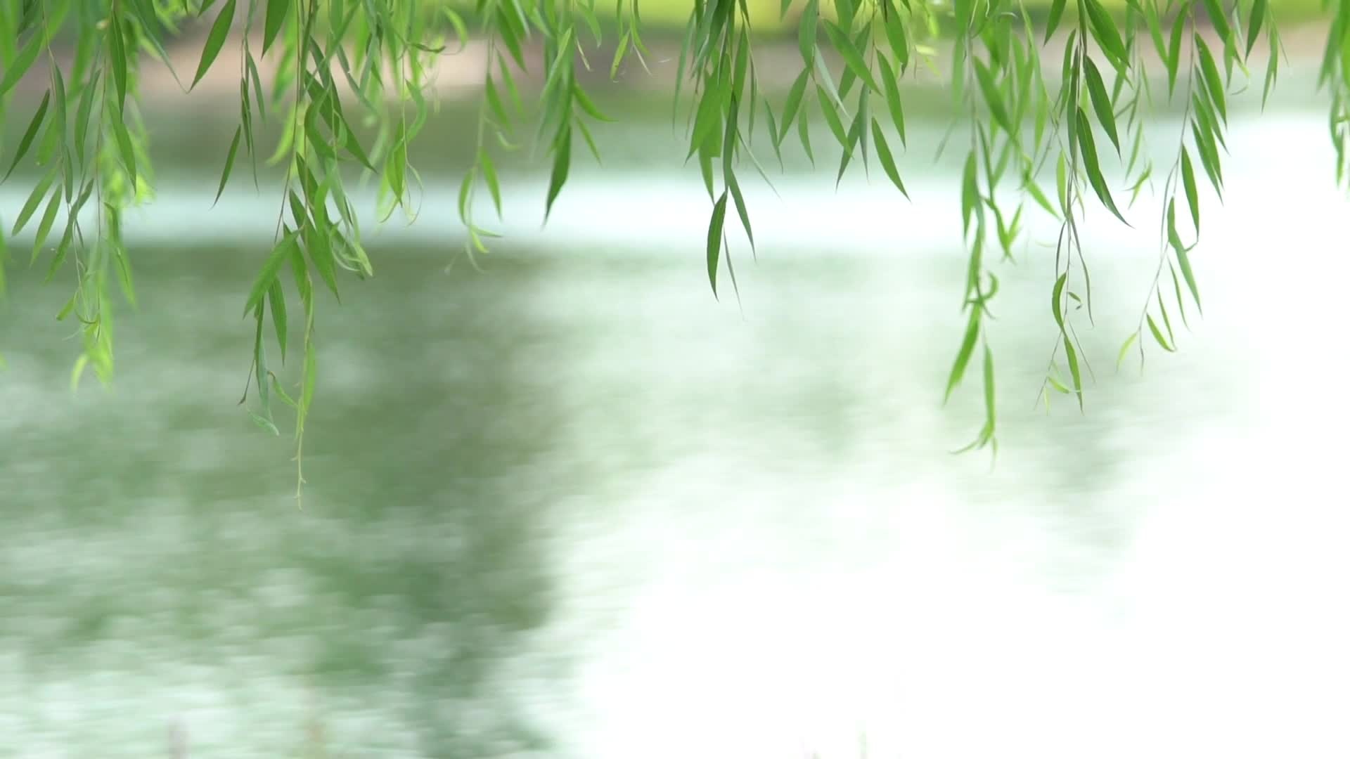 Willow tree stock video, Nature's tranquility, Serene atmosphere, Captivating beauty, 1920x1080 Full HD Desktop