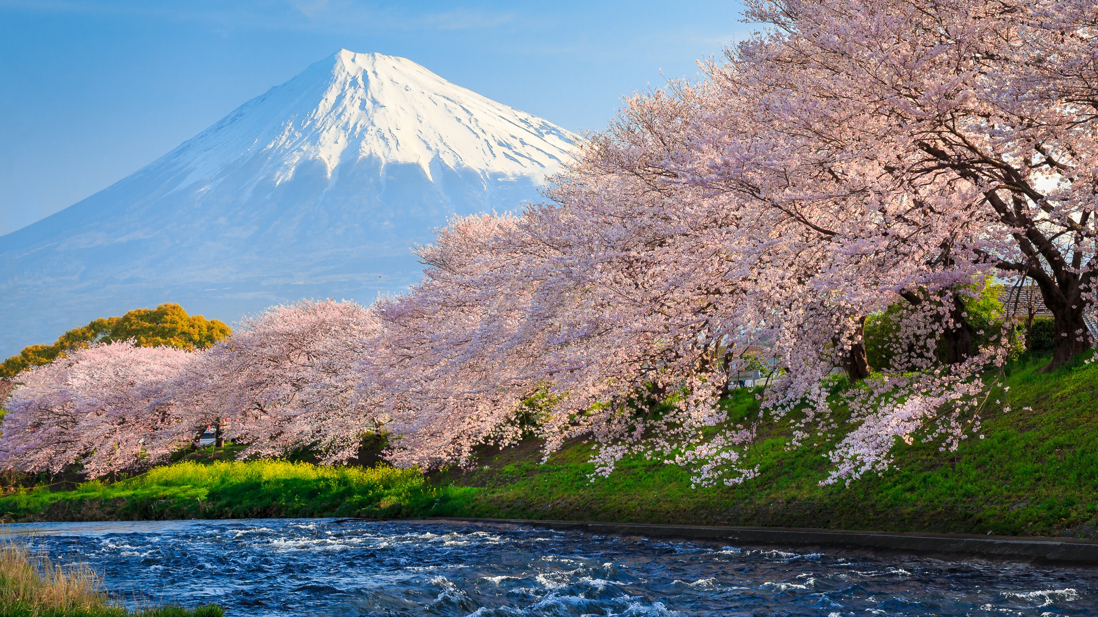 Japan: Mount Fuji, Sakura flowers, The country surrendered in 1945 after two atomic bombings. 3840x2160 4K Background.