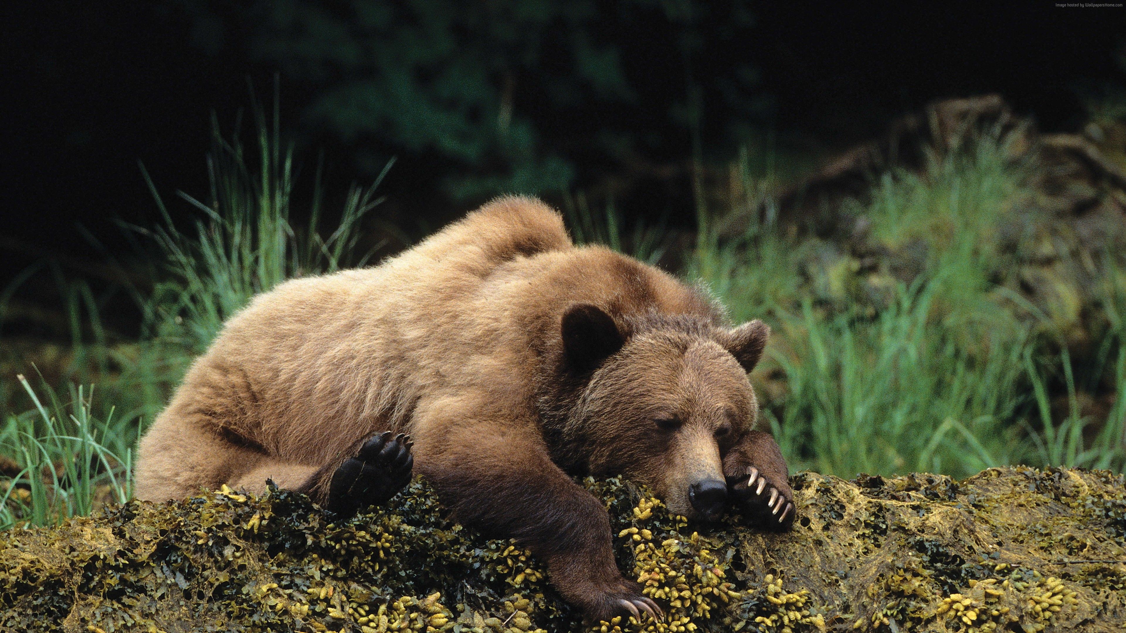 Grizzly Bear, Cute animal sleep, High resolution wallpaper, Stunning bear pictures, 3840x2160 4K Desktop