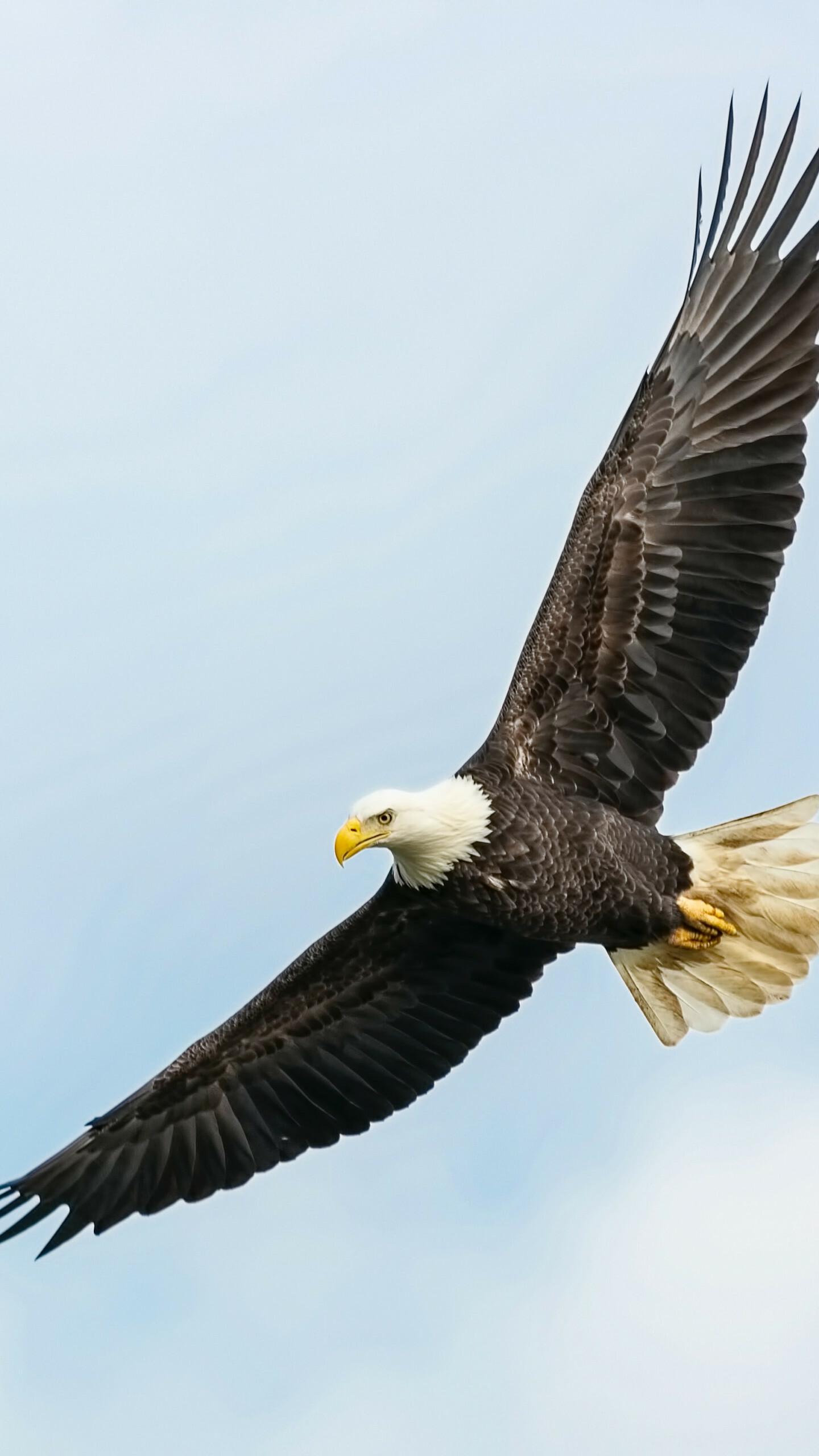 Eagle: It has served as a very common symbol of strength and power in many human cultures. 1440x2560 HD Background.